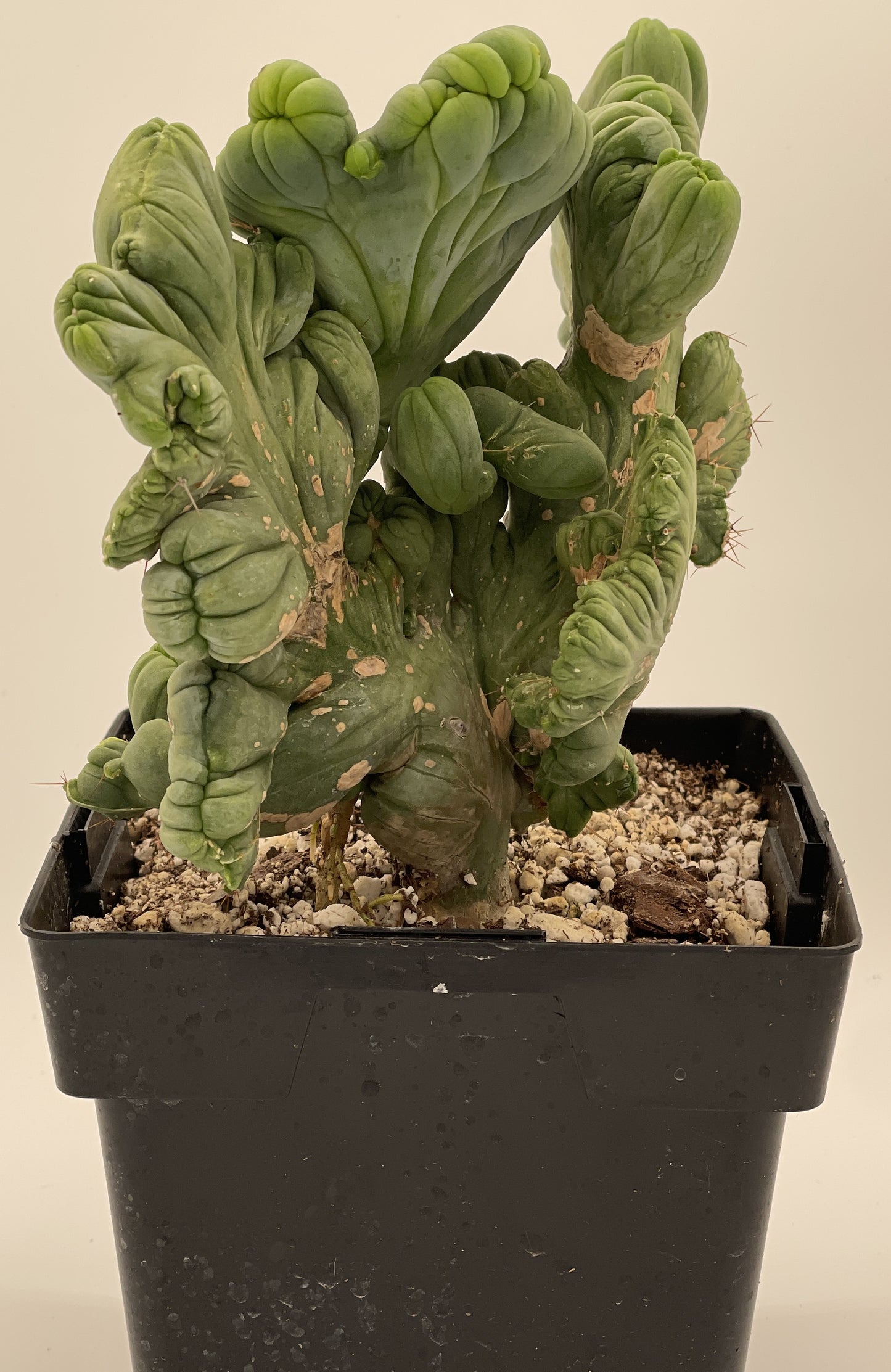 Crested Monstrose Pen15 Cactus In 5.5 Inch Pot - So Weird! Rare!