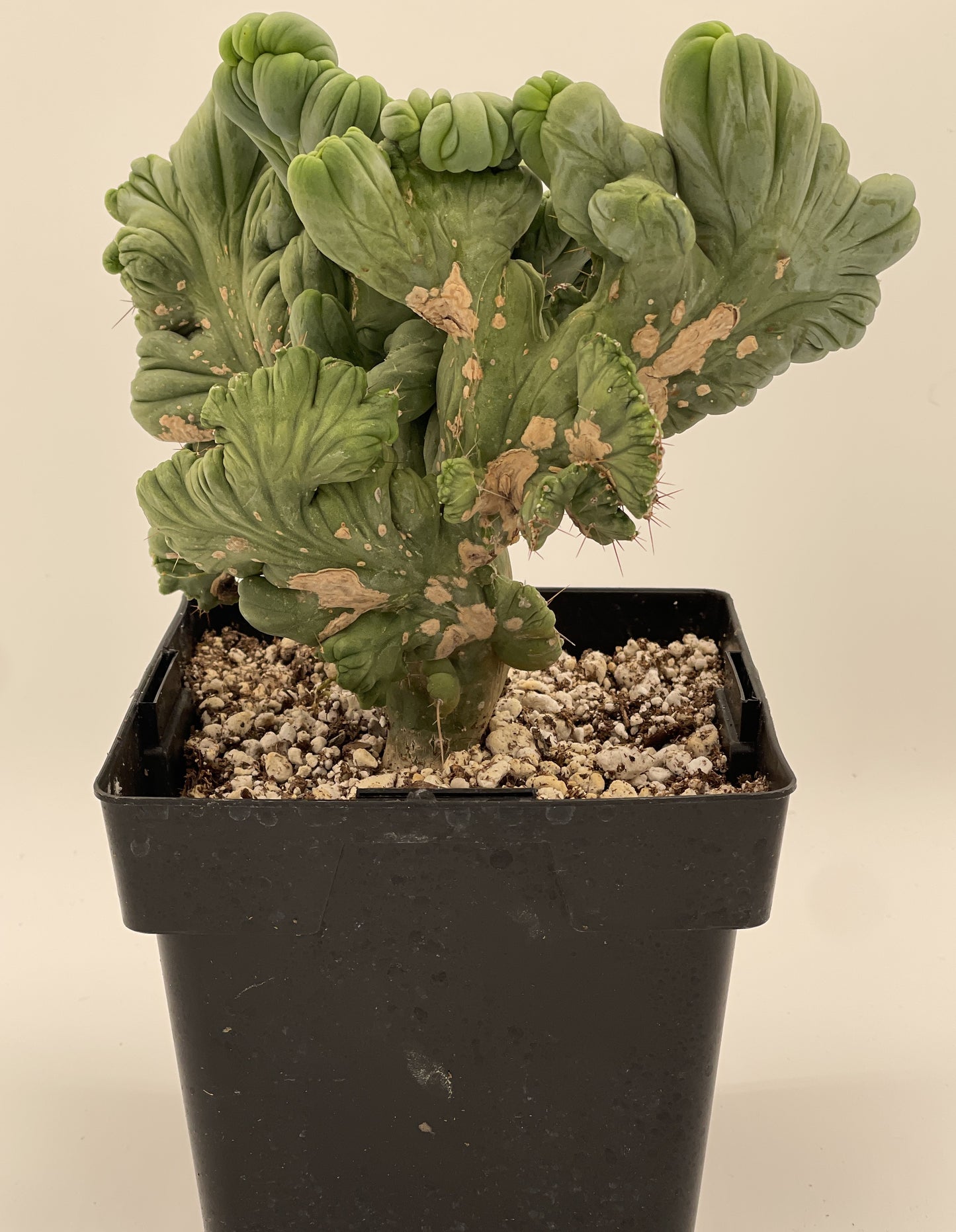 Crested Monstrose Pen15 Cactus In 5.5 Inch Pot - So Weird! Rare!