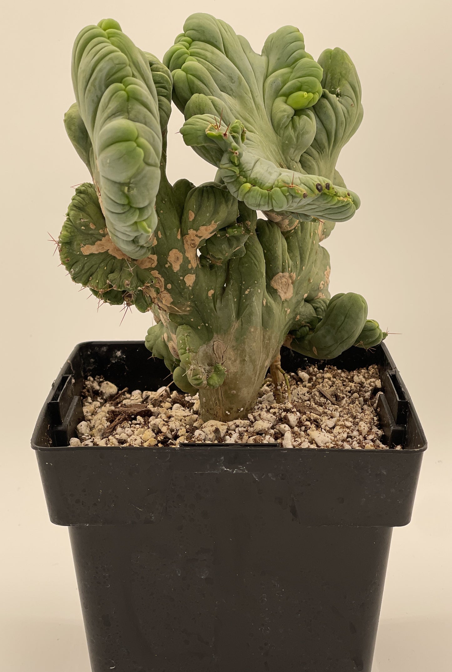 Crested Monstrose Pen15 Cactus In 5.5 Inch Pot - So Weird! Rare!