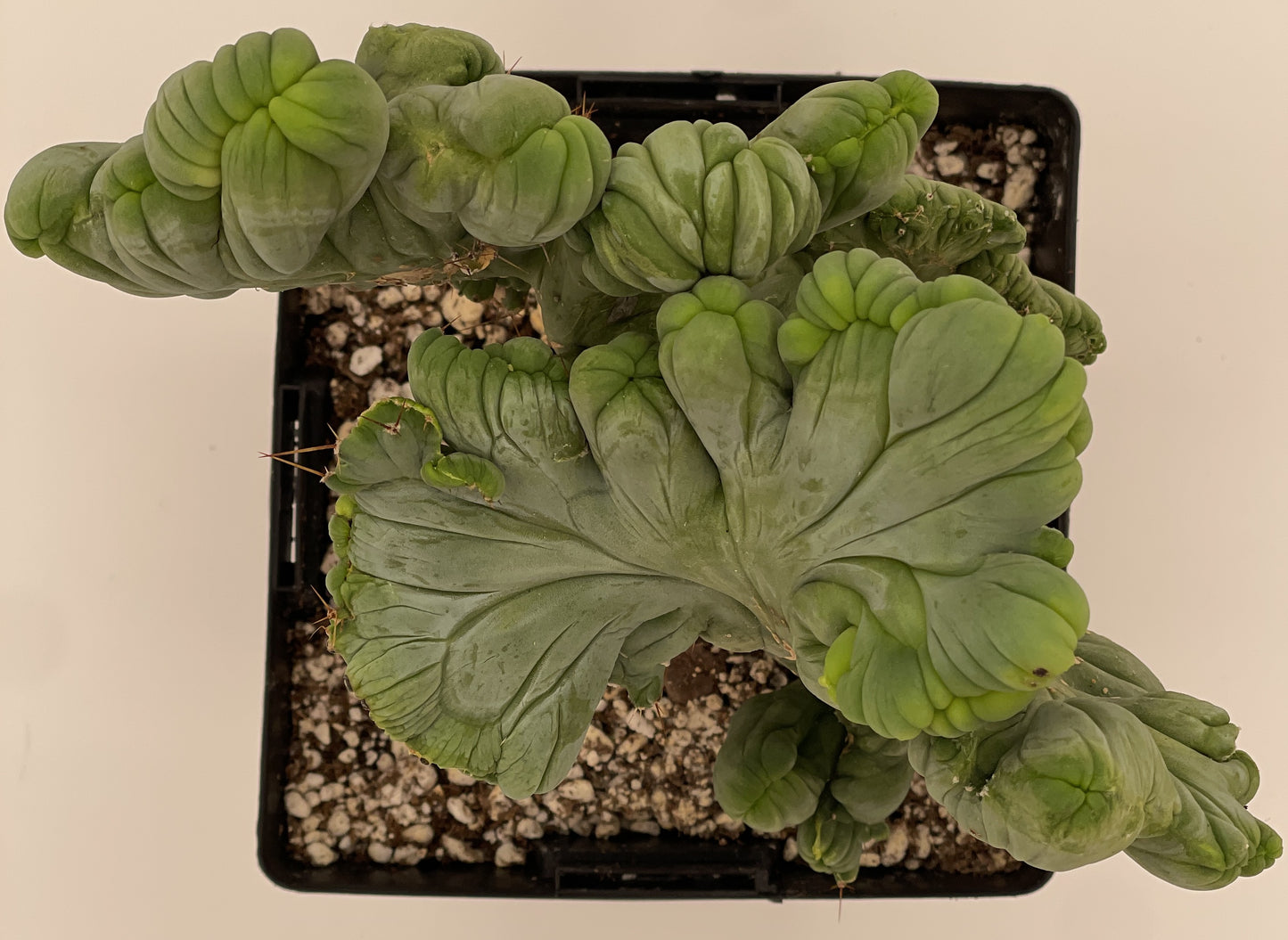 Crested Monstrose Pen15 Cactus In 5.5 Inch Pot - So Weird! Rare!