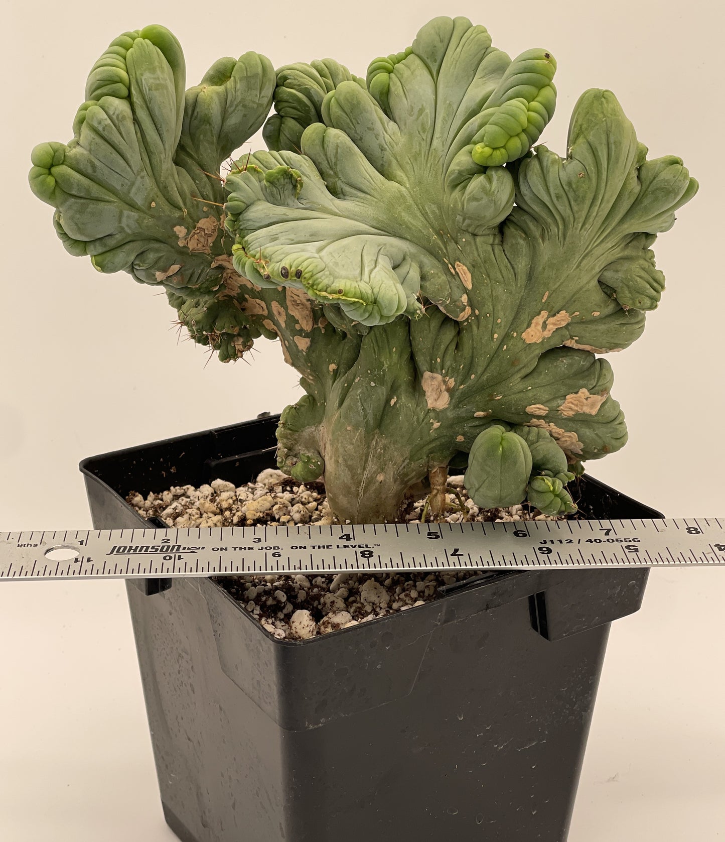 Crested Monstrose Pen15 Cactus In 5.5 Inch Pot - So Weird! Rare!