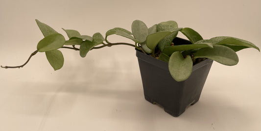 Potted plant with green leaves on a plain background