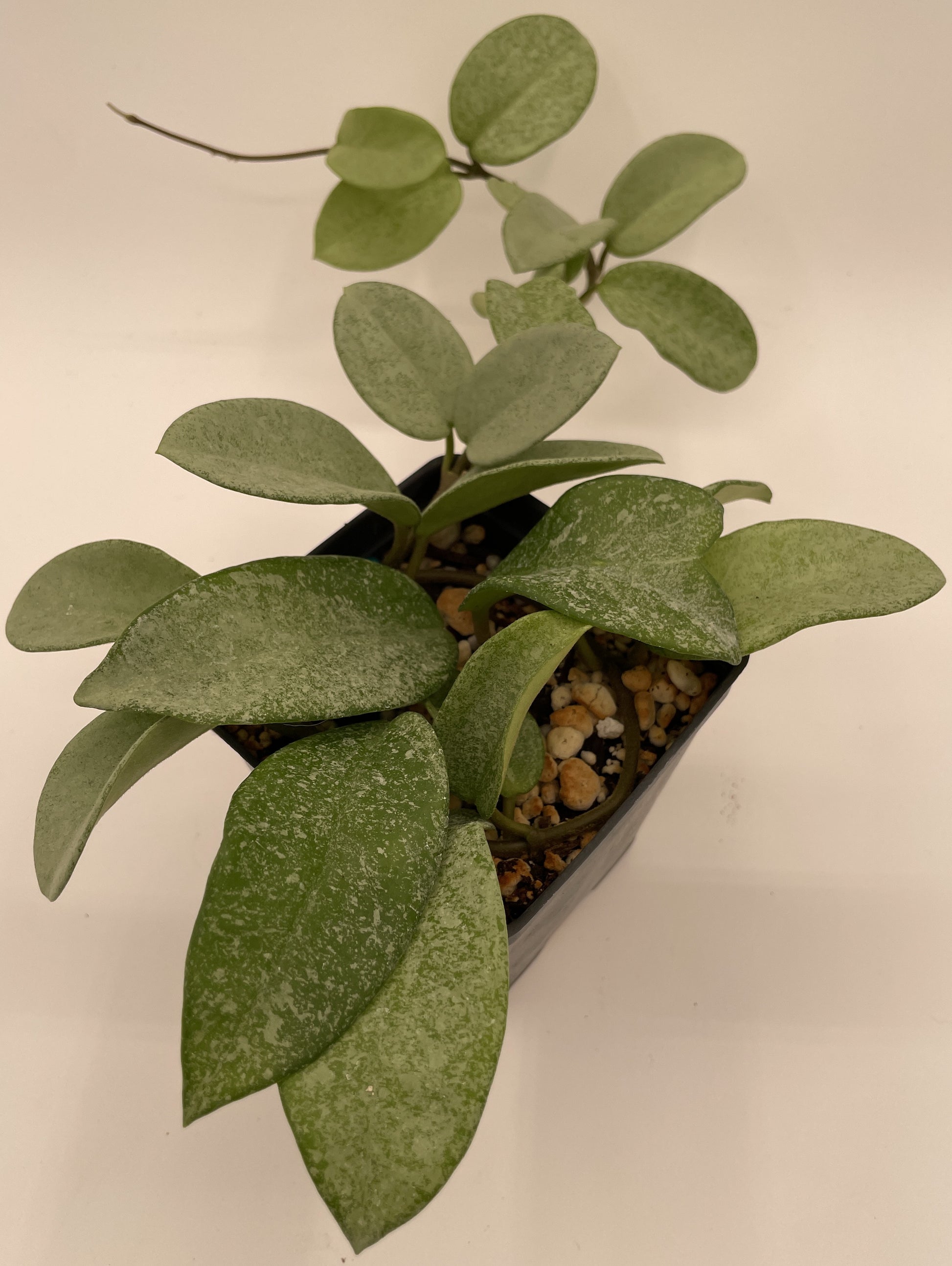 Epiphyte plant with green leaves on a plain background