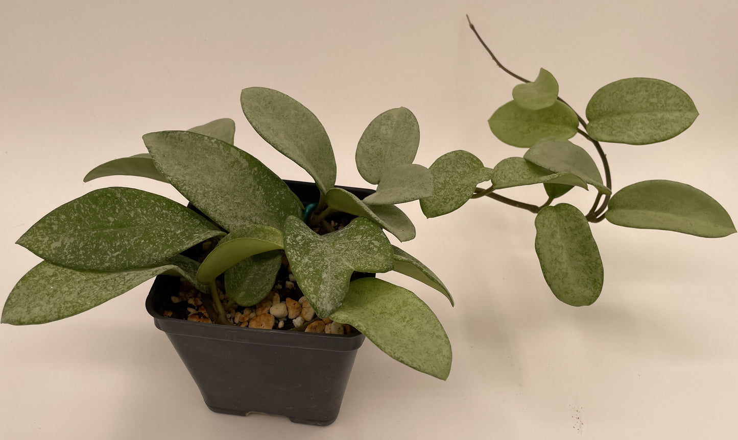 Hoya Carnosa ' Nova Ghost ' - 3.5 Inch Pot Super Healthy and Fully Rooted!
