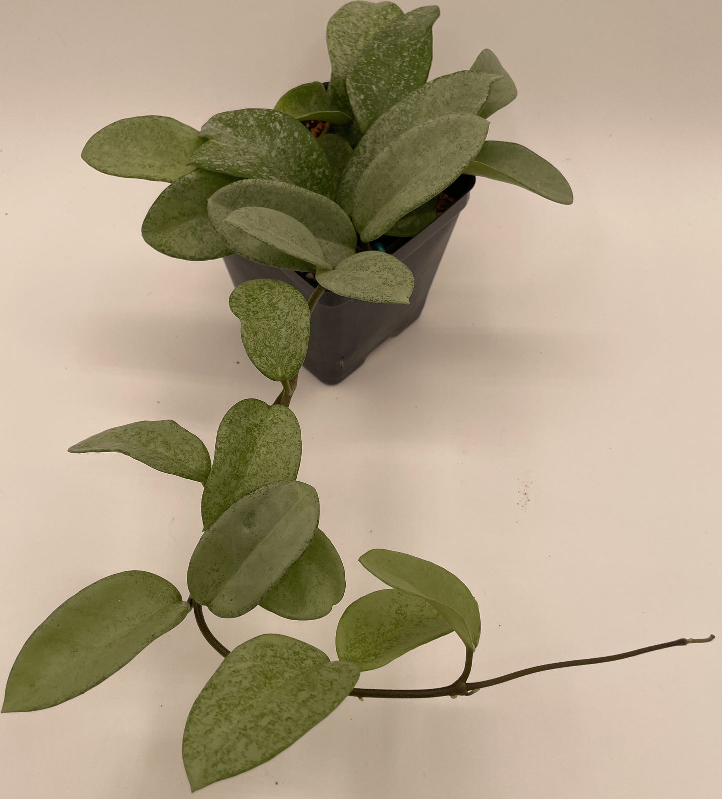 Hoya Carnosa ' Nova Ghost ' - 3.5 Inch Pot Super Healthy and Fully Rooted!