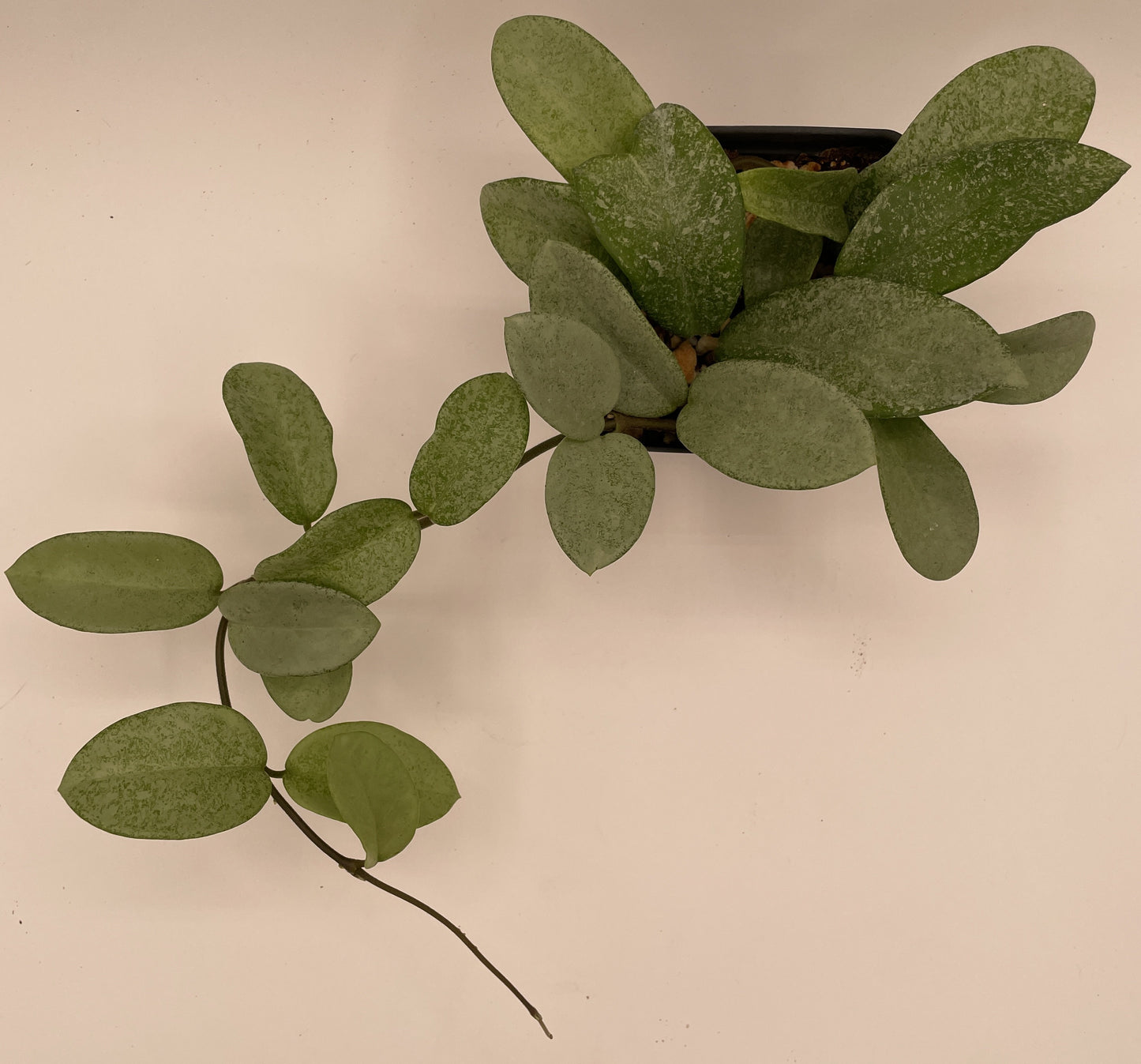 Hoya Carnosa ' Nova Ghost ' - 3.5 Inch Pot Super Healthy and Fully Rooted!