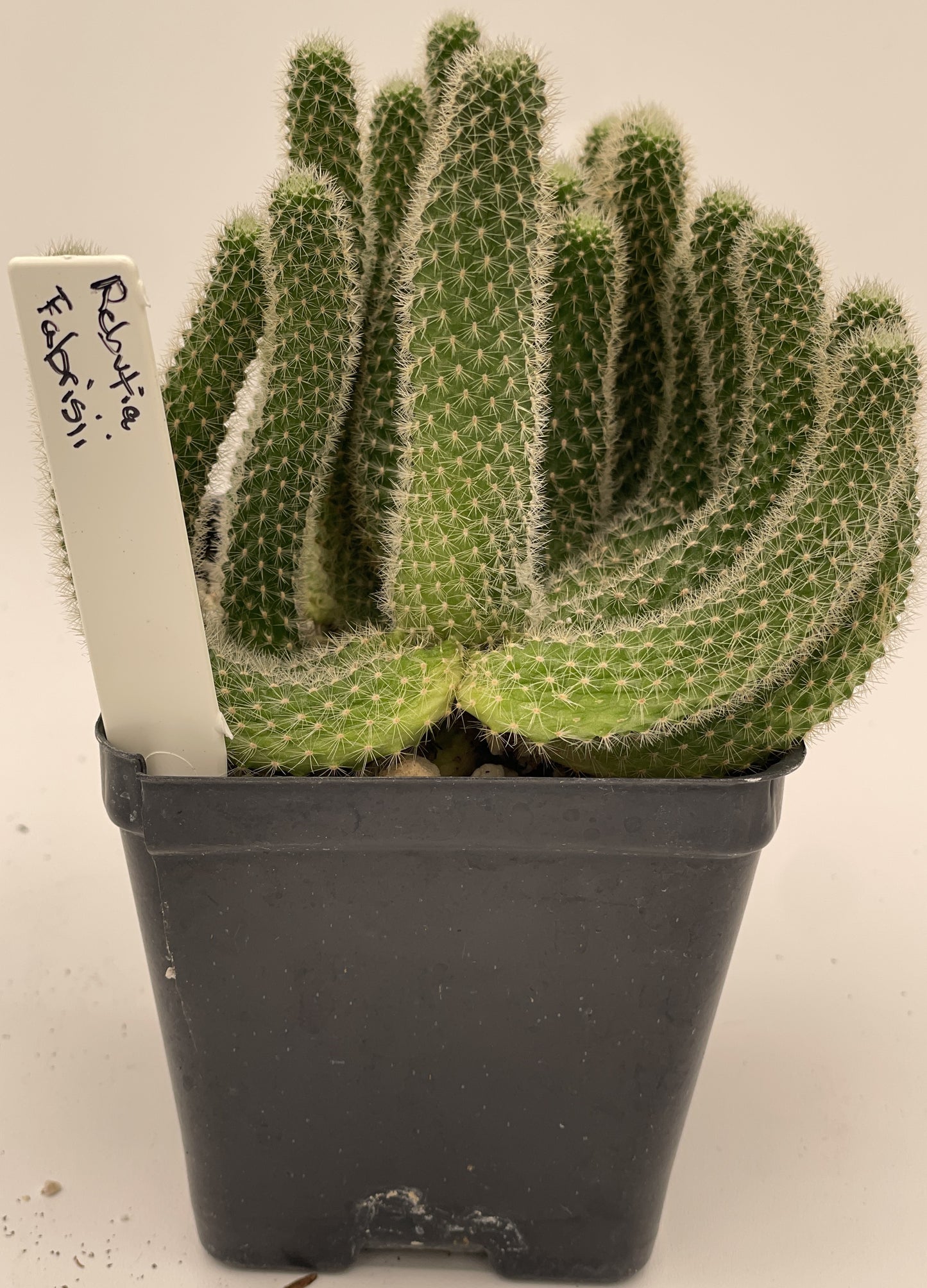 Rebutia Fabrisii Cactus - Huge Plant in 3.5" Pot - Masses Of Orange Flowers! Little Mouse Cactus - No Shipping To California Or Arizona!
