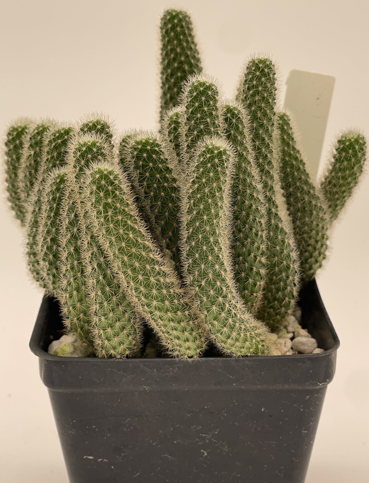 Rebutia Fabrisii Cactus - Huge Plant in 3.5" Pot - Masses Of Orange Flowers! Little Mouse Cactus - No Shipping To California Or Arizona!