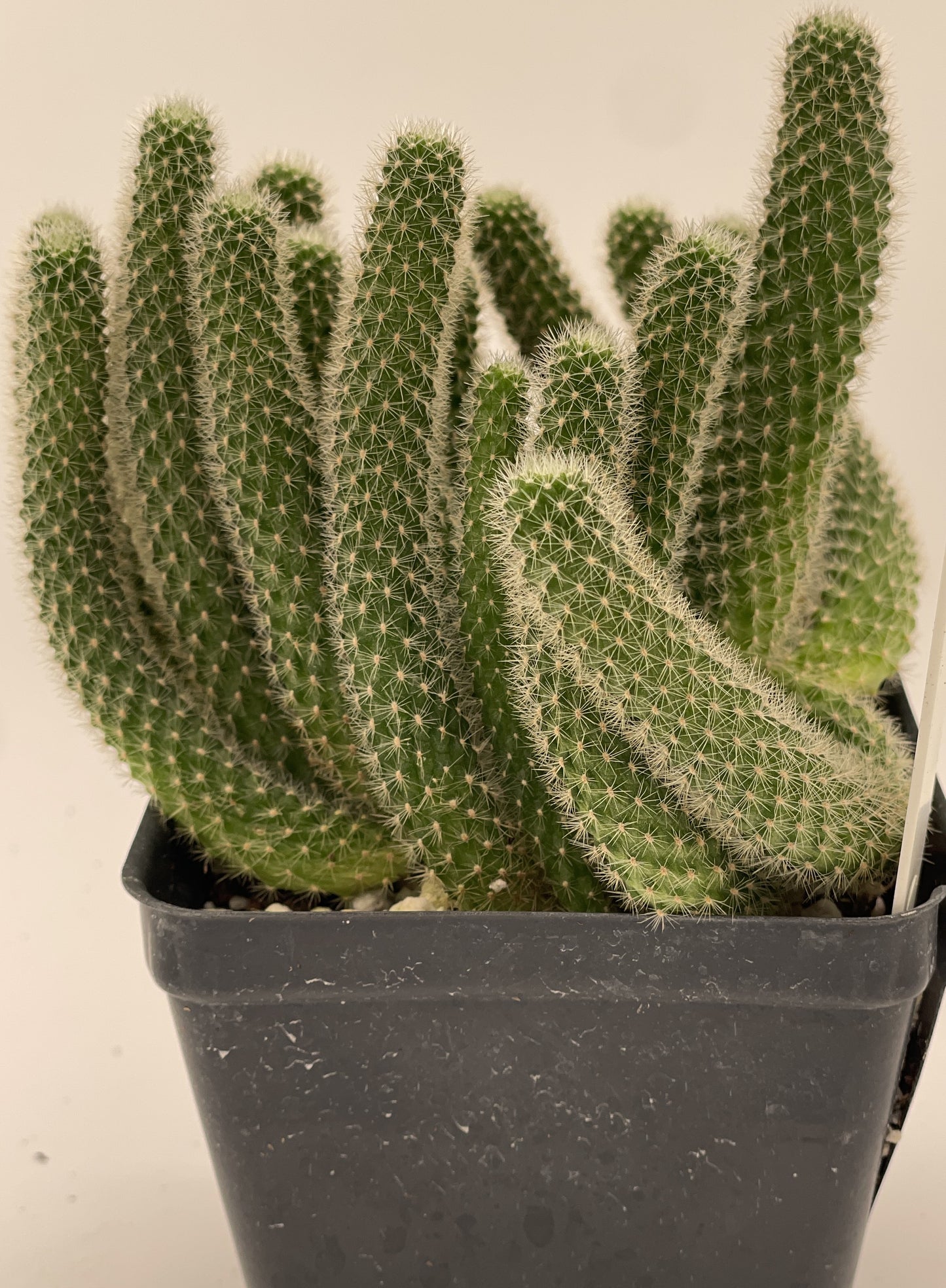 Rebutia Fabrisii Cactus - Huge Plant in 3.5" Pot - Masses Of Orange Flowers! Little Mouse Cactus - No Shipping To California Or Arizona!