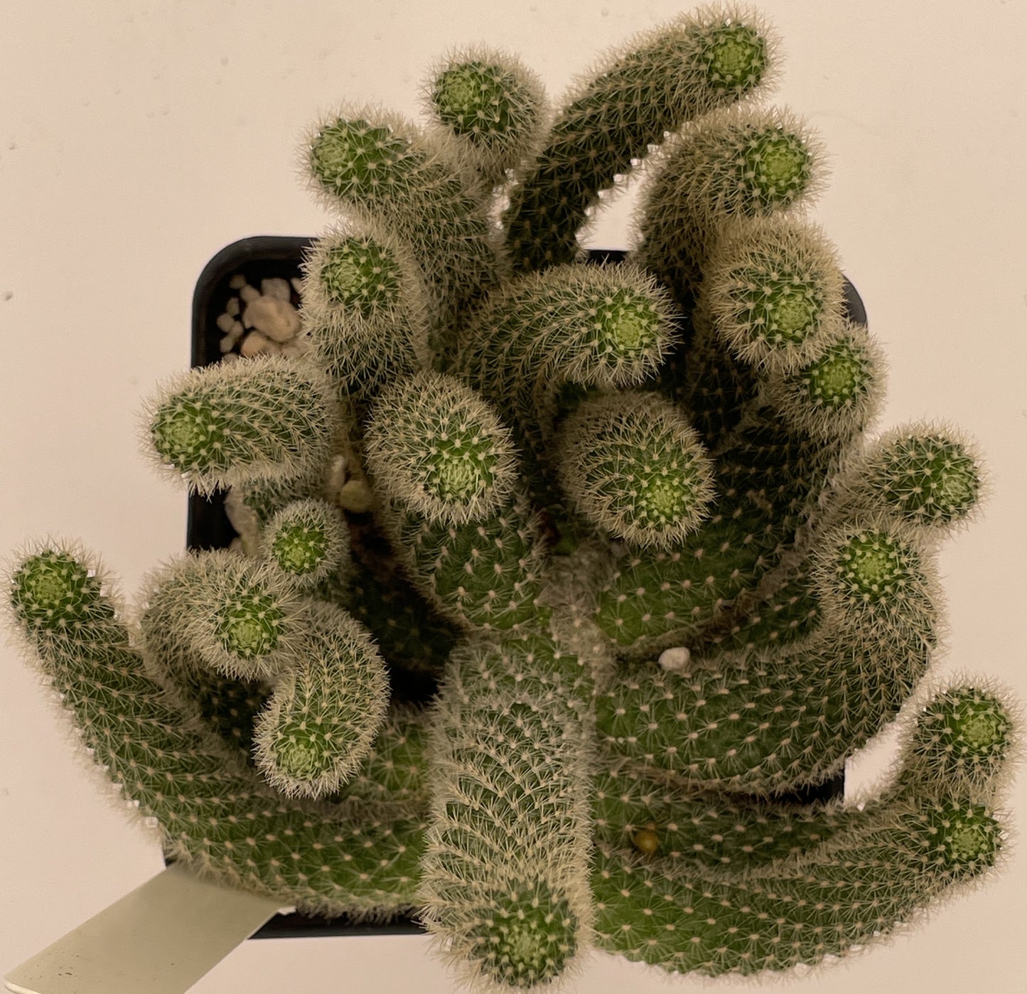 Rebutia Fabrisii Cactus - Huge Plant in 3.5" Pot - Masses Of Orange Flowers! Little Mouse Cactus - No Shipping To California Or Arizona!