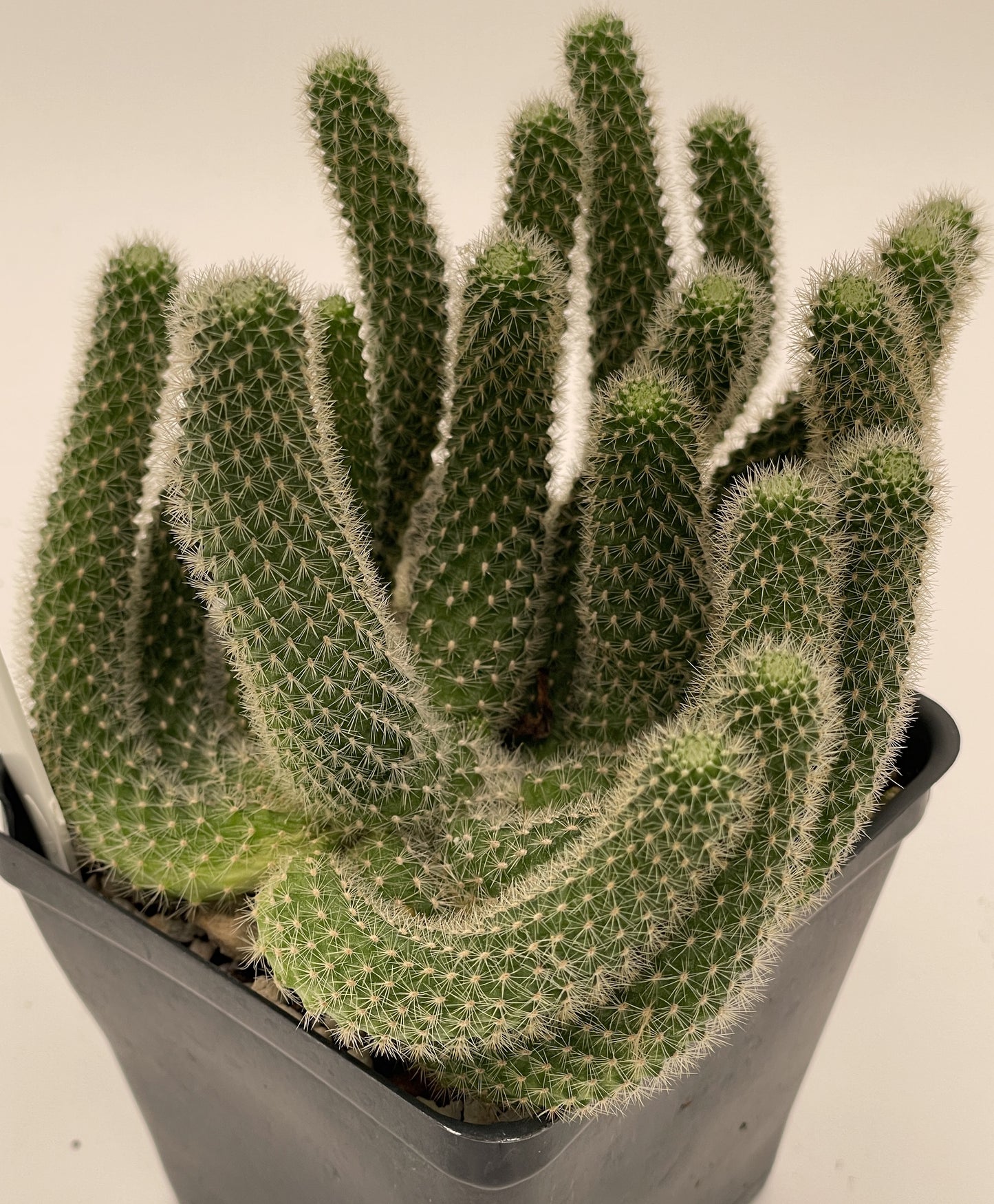 Rebutia Fabrisii Cactus - Huge Plant in 3.5" Pot - Masses Of Orange Flowers! Little Mouse Cactus - No Shipping To California Or Arizona!