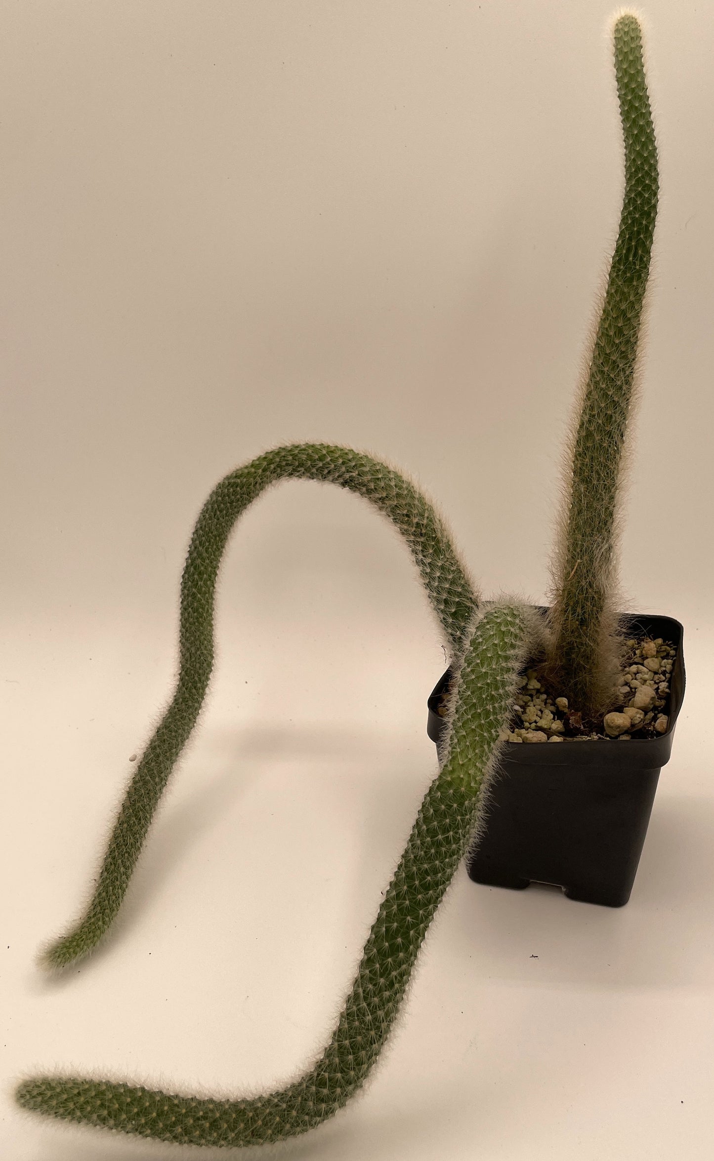 Monkeytail Cactus - In 3.5 Inch Pot  Cleistocactus Colademononis - No Shipping To California Or Arizona!