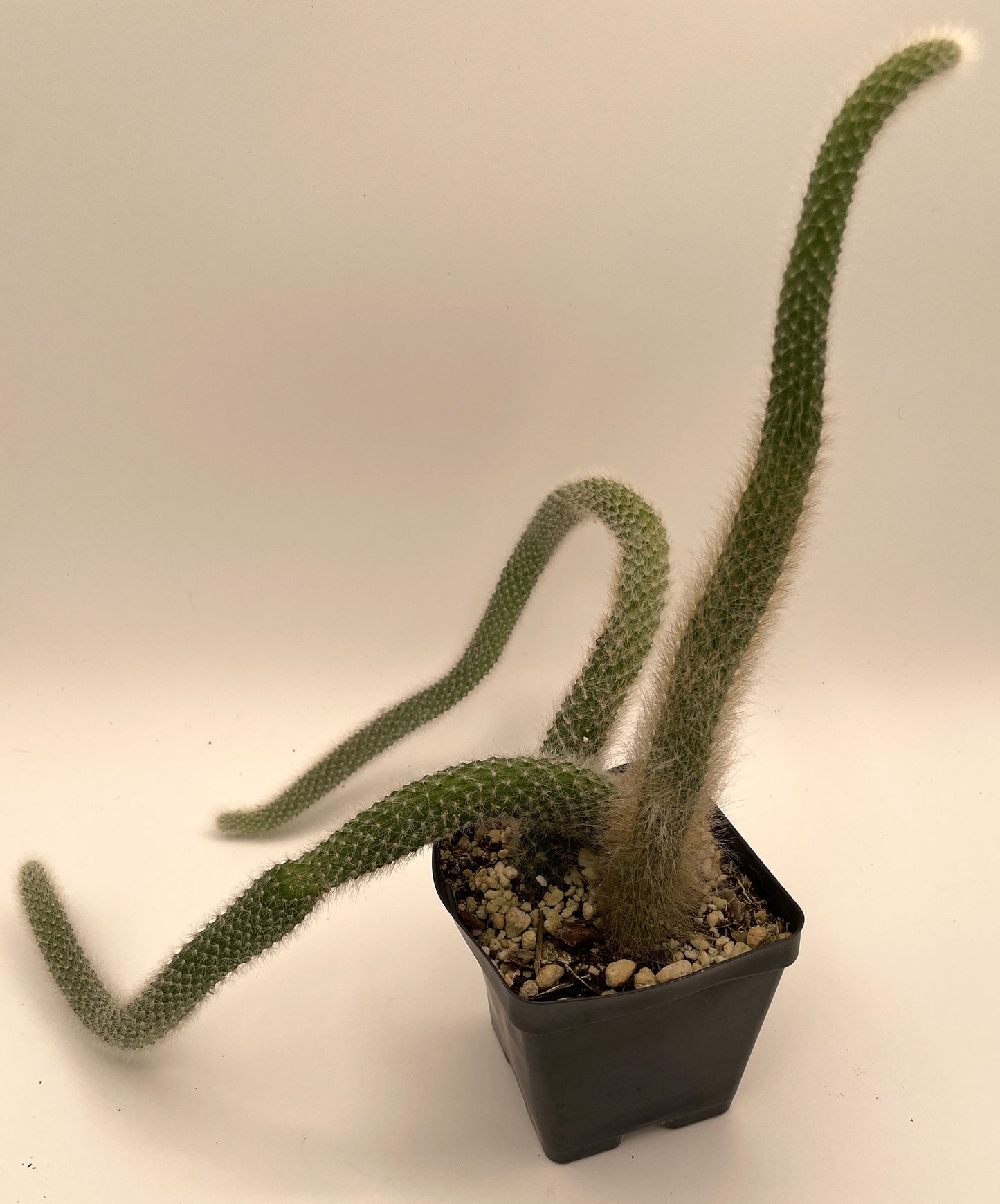 Monkeytail Cactus - In 3.5 Inch Pot  Cleistocactus Colademononis - No Shipping To California Or Arizona!