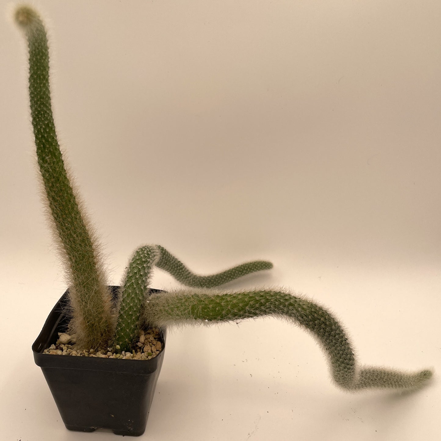 Monkeytail Cactus - In 3.5 Inch Pot  Cleistocactus Colademononis - No Shipping To California Or Arizona!