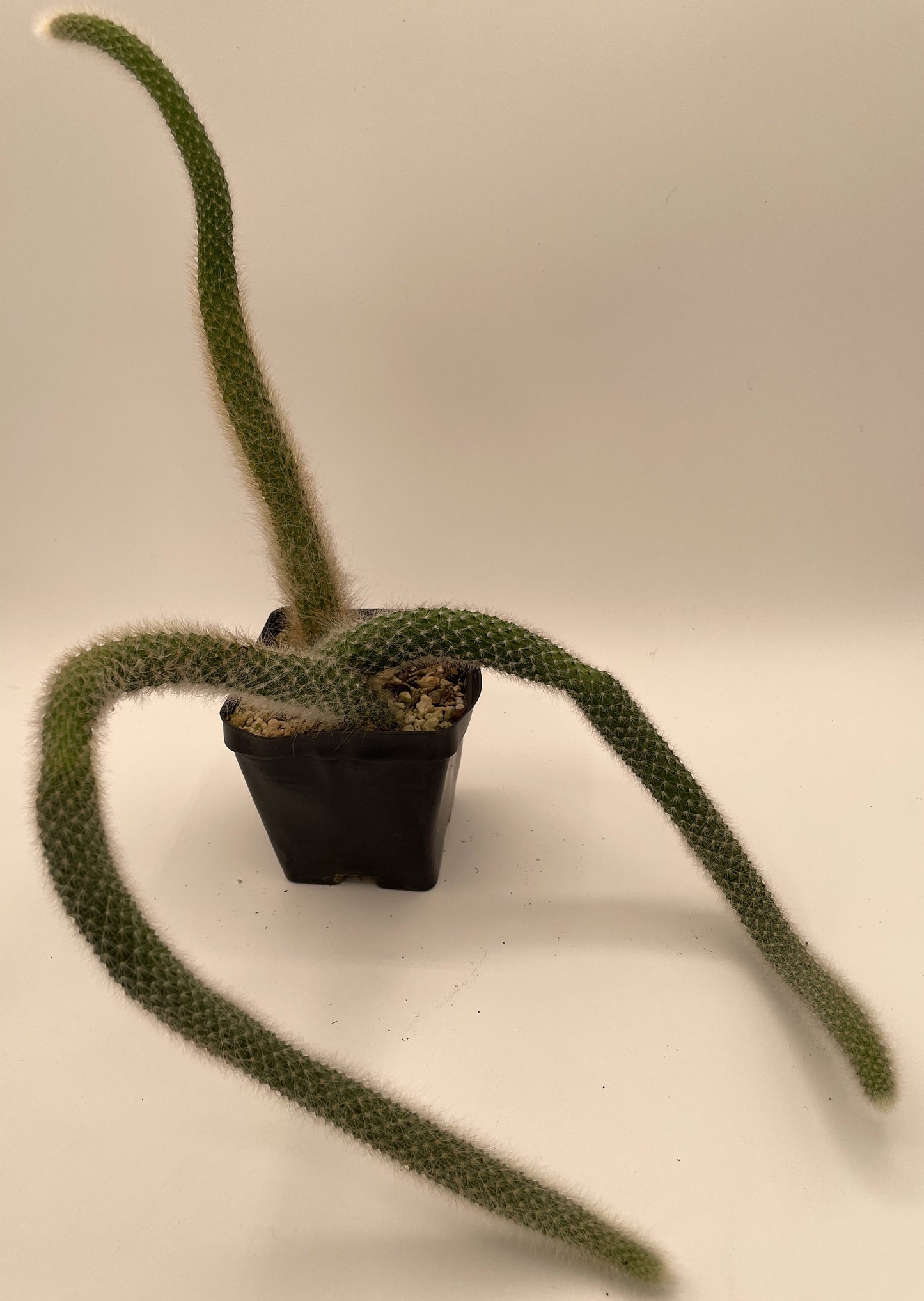 Monkeytail Cactus - In 3.5 Inch Pot  Cleistocactus Colademononis - No Shipping To California Or Arizona!