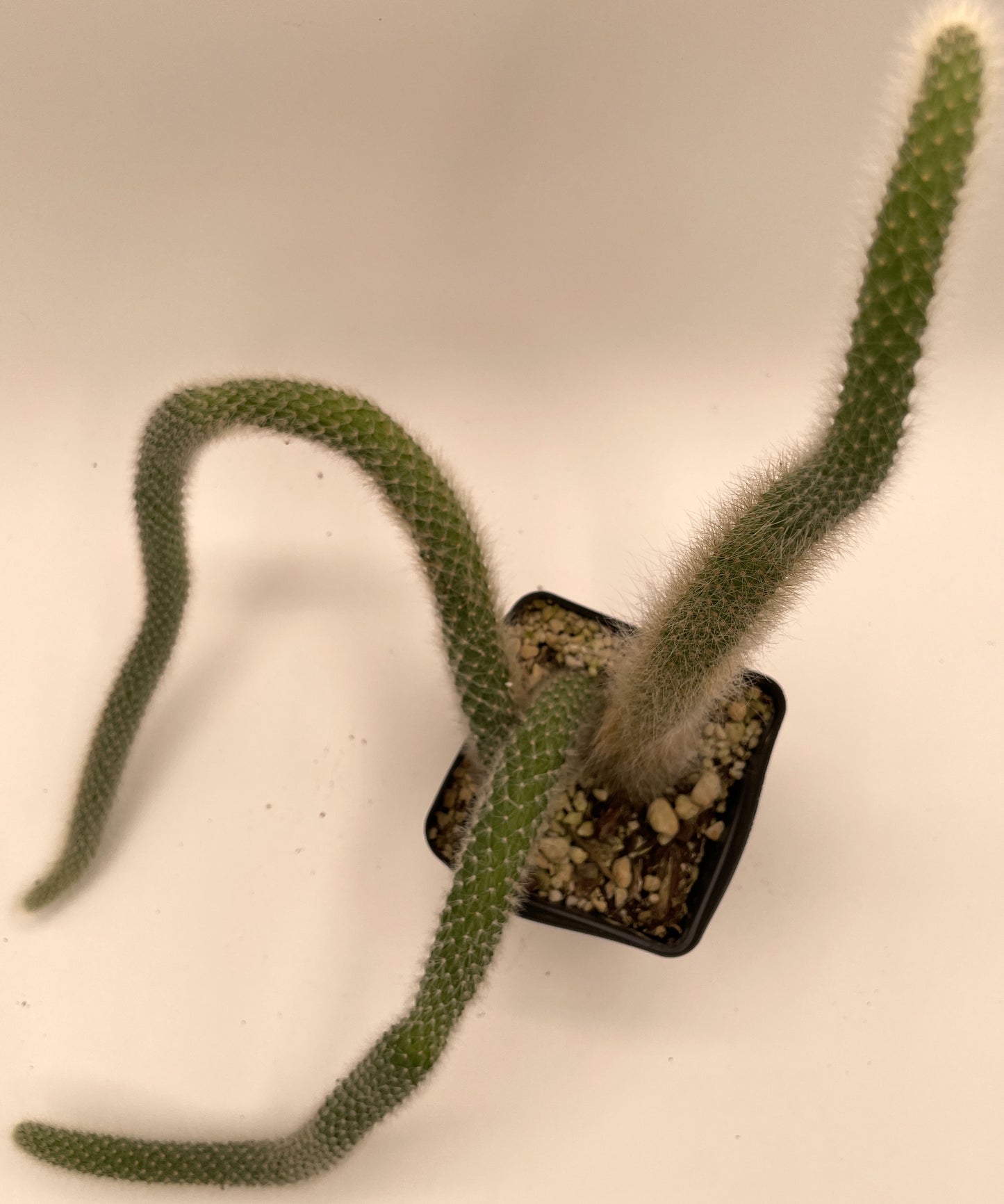 Monkeytail Cactus - In 3.5 Inch Pot  Cleistocactus Colademononis - No Shipping To California Or Arizona!