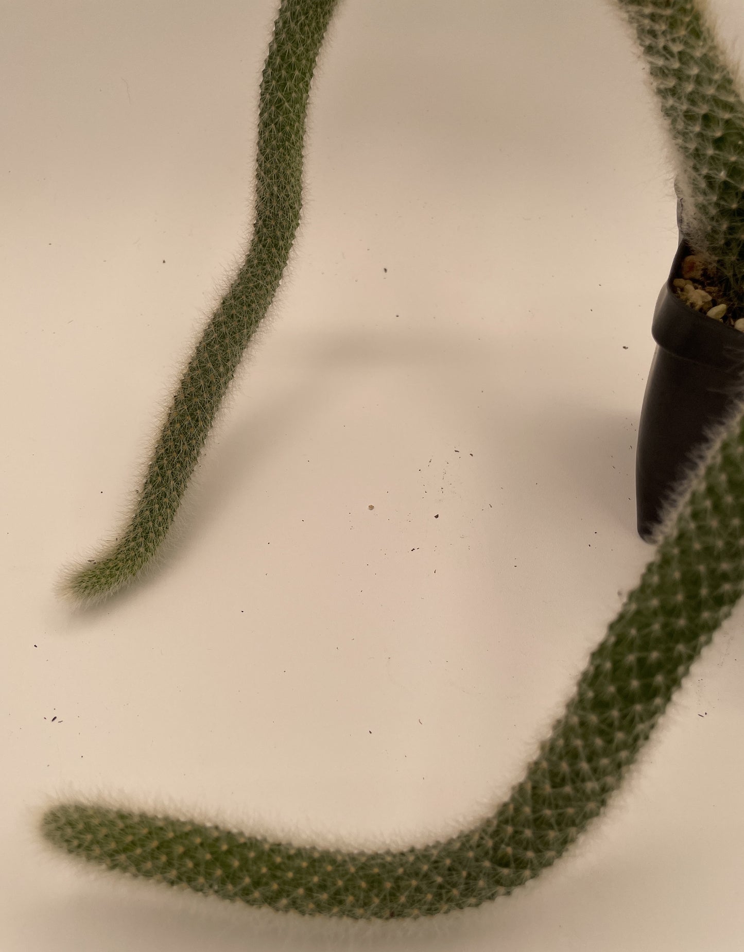 Monkeytail Cactus - In 3.5 Inch Pot  Cleistocactus Colademononis - No Shipping To California Or Arizona!
