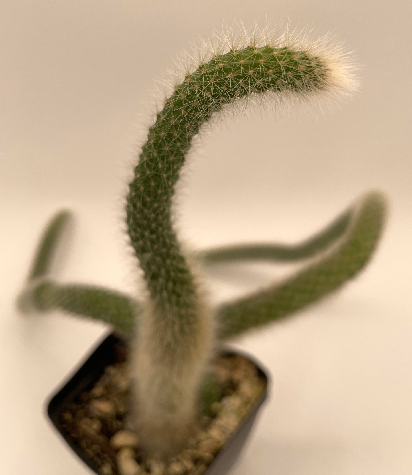 Monkeytail Cactus - In 3.5 Inch Pot  Cleistocactus Colademononis - No Shipping To California Or Arizona!
