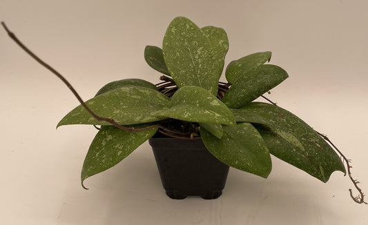 Hoya 'Vietnam AH001'  RARE! Rooted  Grown In 3.5" Pot
