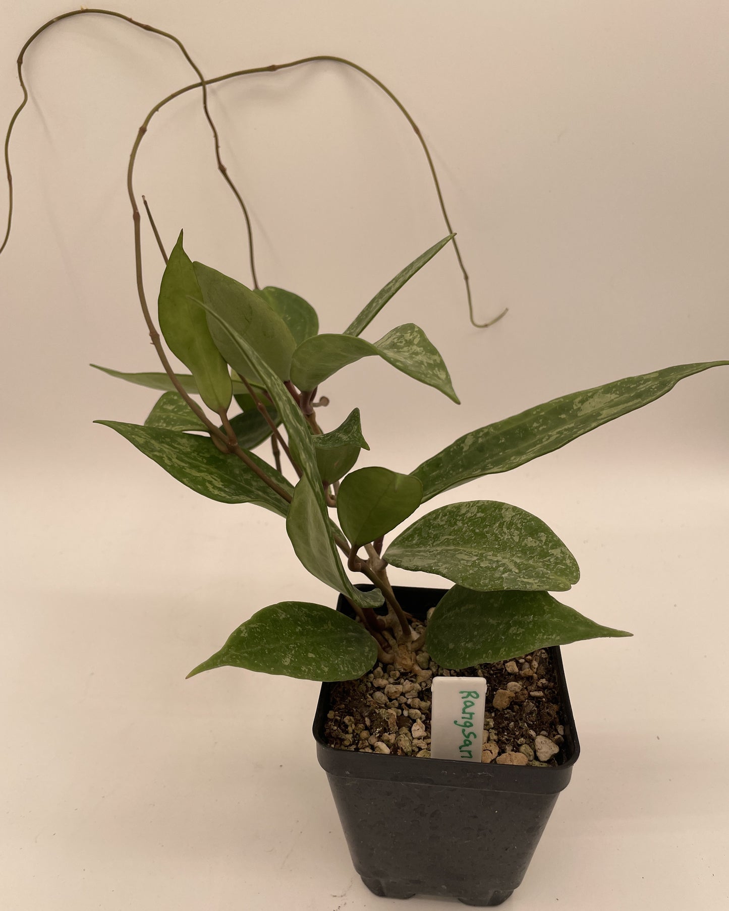 Hoya sp Rangsan Fully Rooted Grown In 3.5" pot