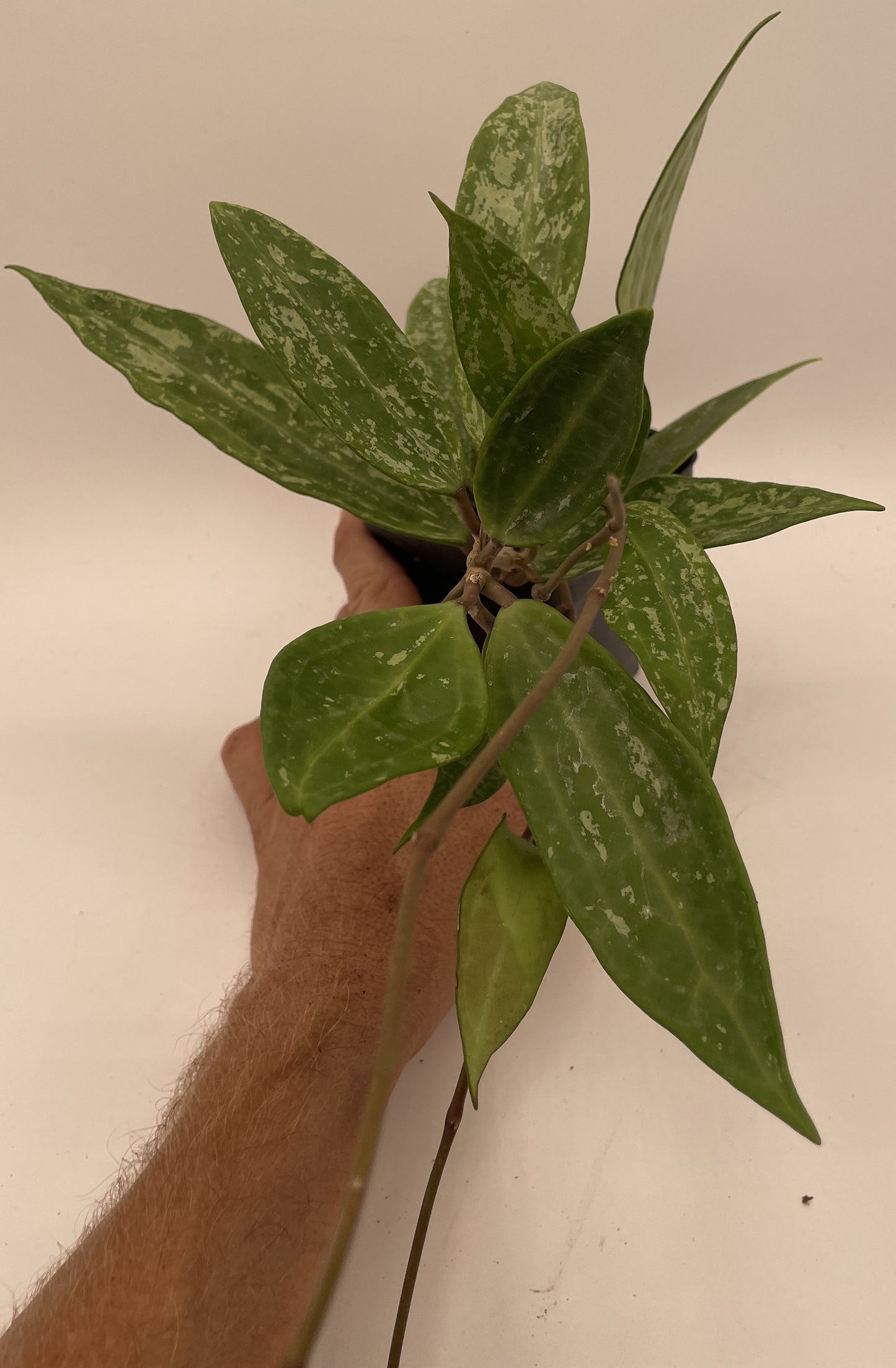 Hoya sp Rangsan Fully Rooted Grown In 3.5" pot