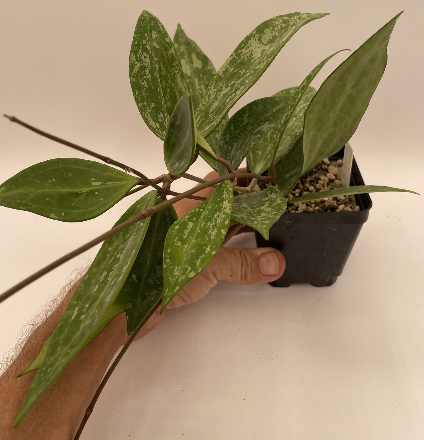 Hoya sp Rangsan Fully Rooted Grown In 3.5" pot