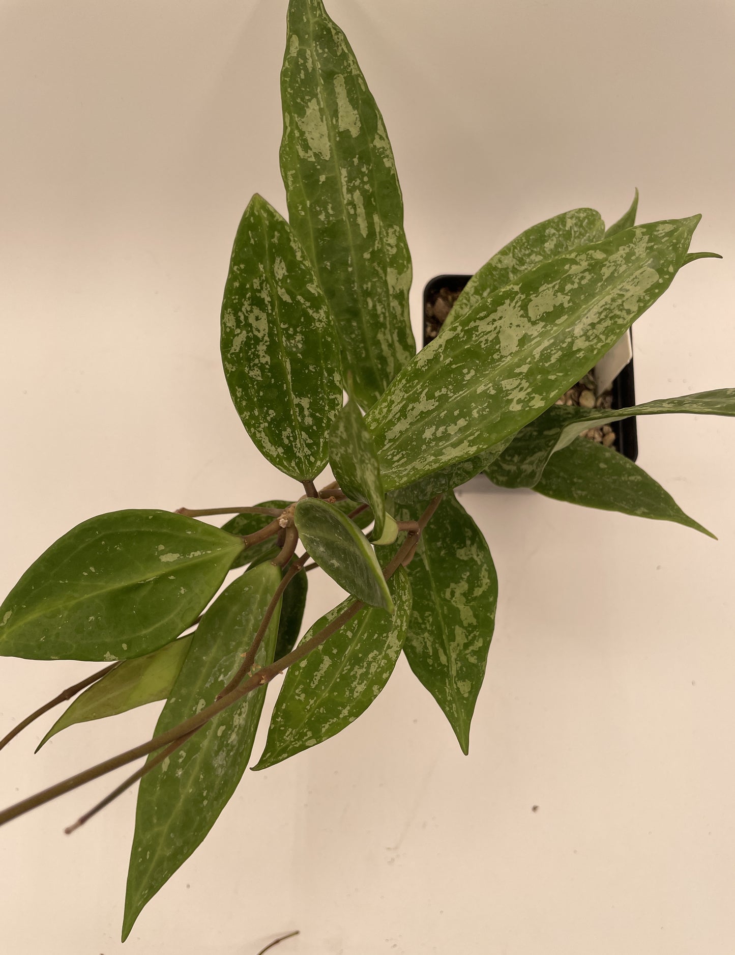 Hoya sp Rangsan Fully Rooted Grown In 3.5" pot