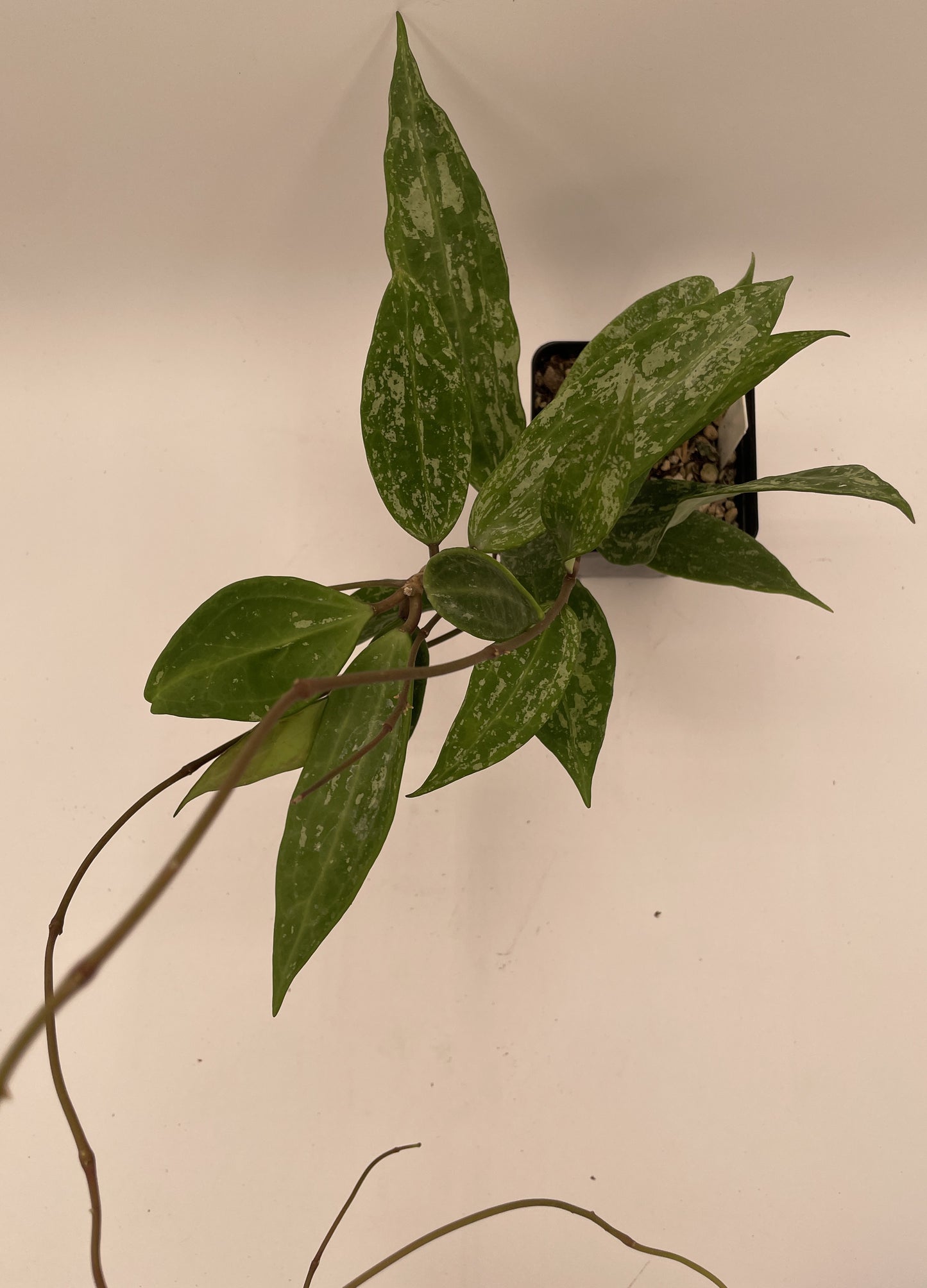 Hoya sp Rangsan Fully Rooted Grown In 3.5" pot