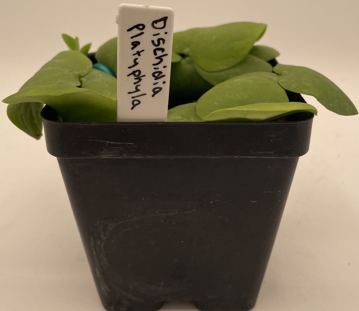 Dischidia Platyphylla Ships With 3.5” Pot - Well Rooted and Super Healthy!