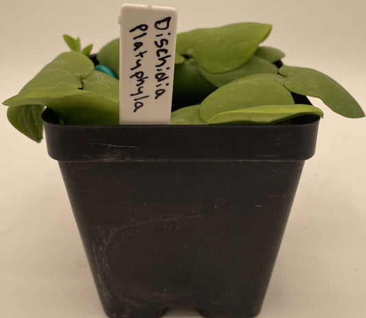 Dischidia Platyphylla - Shingle Plant - Ships Rooted in a 3.5” Pot