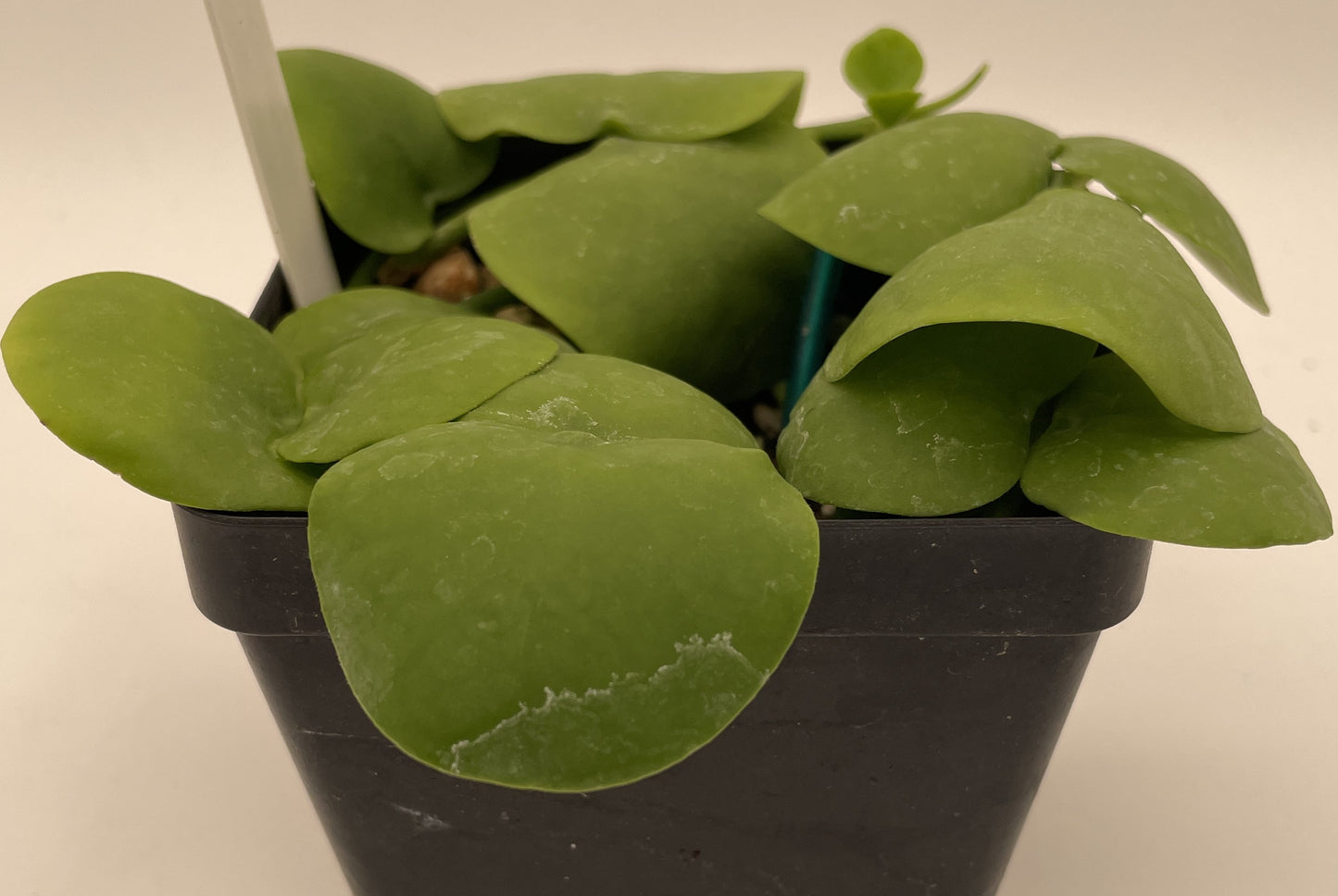 Dischidia Platyphylla Ships With 3.5” Pot - Well Rooted and Super Healthy!