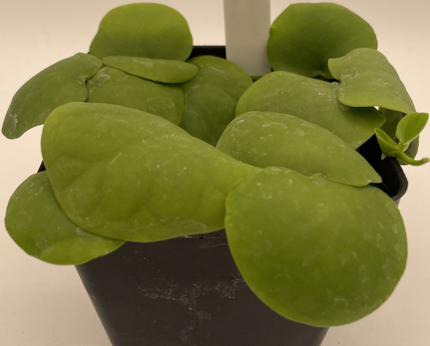 Dischidia Platyphylla Ships With 3.5” Pot - Well Rooted and Super Healthy!