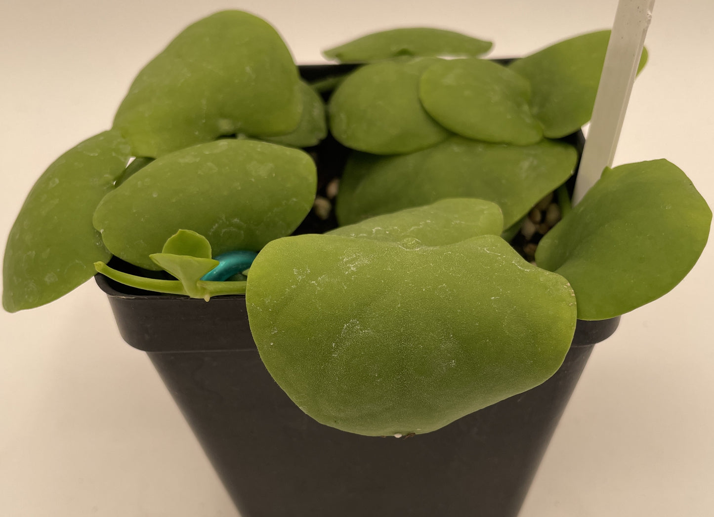 Dischidia Platyphylla Ships With 3.5” Pot - Well Rooted and Super Healthy!