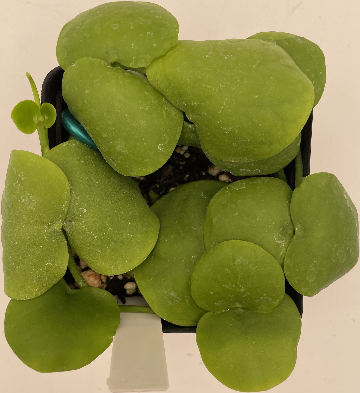 Dischidia Platyphylla Ships With 3.5” Pot - Well Rooted and Super Healthy!