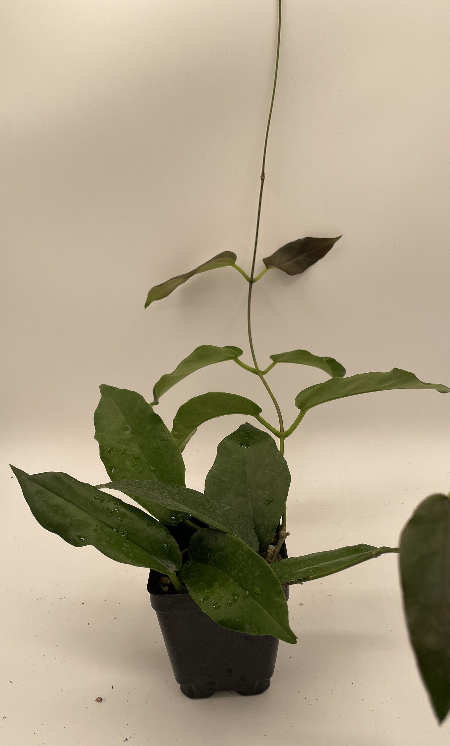 Hoya Kaimuki RARE! Well Rooted - Grown In 3.5" pot - Very Healthy