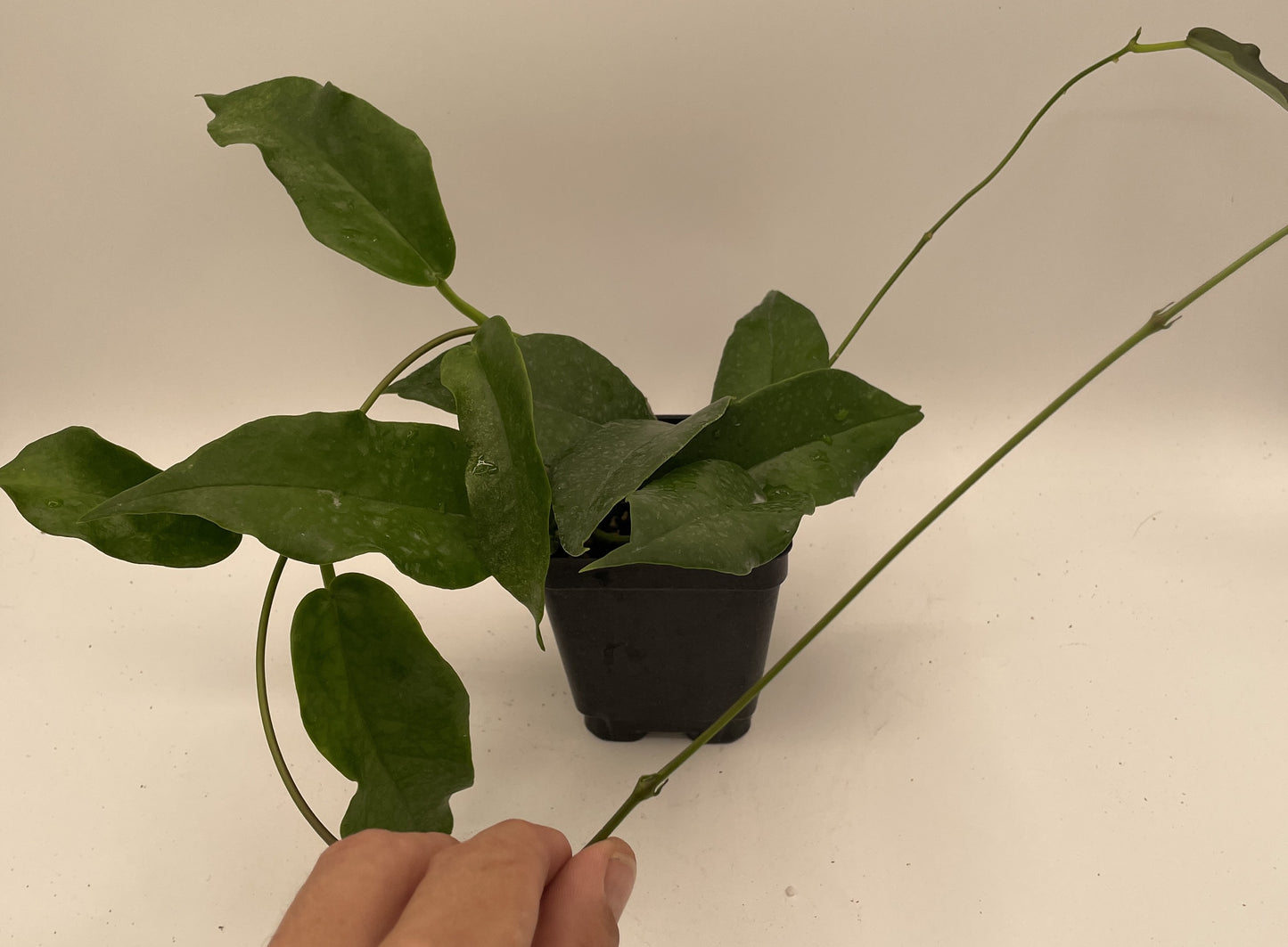 Hoya Kaimuki RARE! Well Rooted - Grown In 3.5" pot - Very Healthy