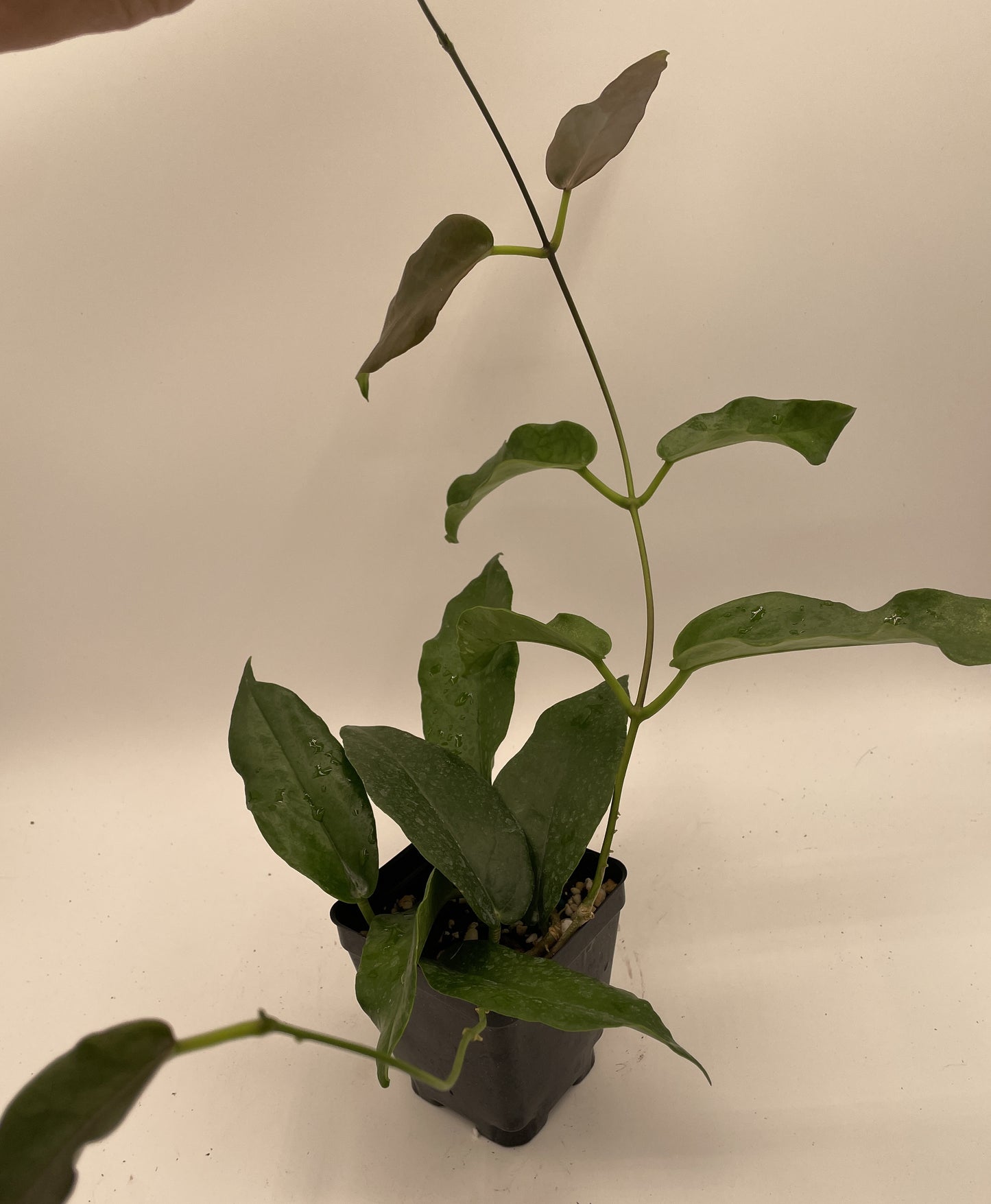 Hoya Kaimuki RARE! Well Rooted - Grown In 3.5" pot - Very Healthy