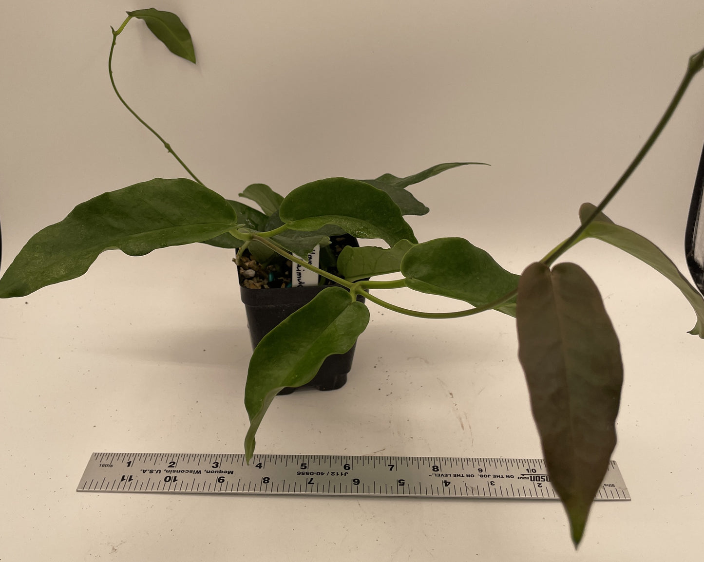 Hoya Kaimuki RARE! Well Rooted - Grown In 3.5" pot - Very Healthy