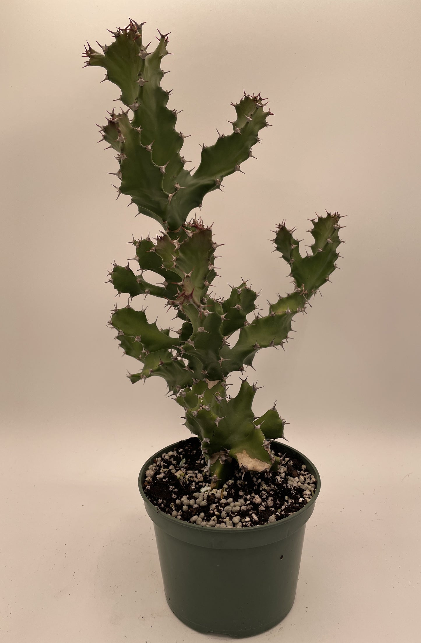 Euphorbia Tortilis - Ships In 5.5" Pot! Spiral Euphorbia Super Healthy! Exact Plant HUGE!