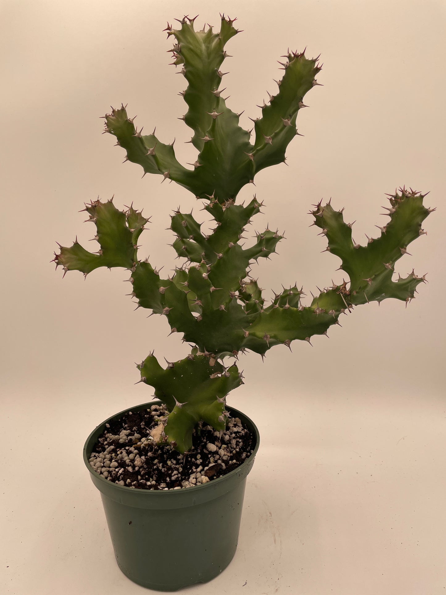Euphorbia Tortilis - Ships In 5.5" Pot! Spiral Euphorbia Super Healthy! Exact Plant HUGE!