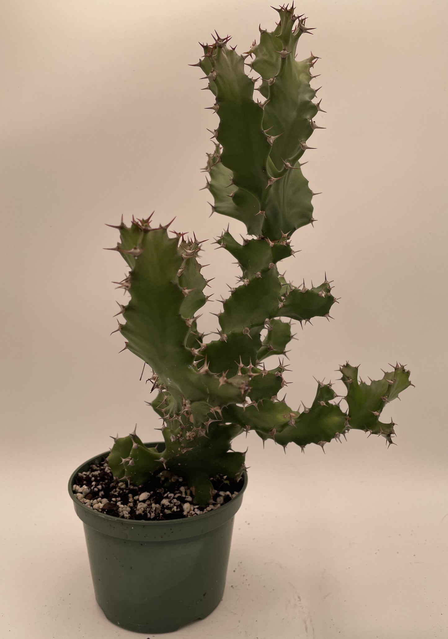 Euphorbia Tortilis - Ships In 5.5" Pot! Spiral Euphorbia Super Healthy! Exact Plant HUGE!