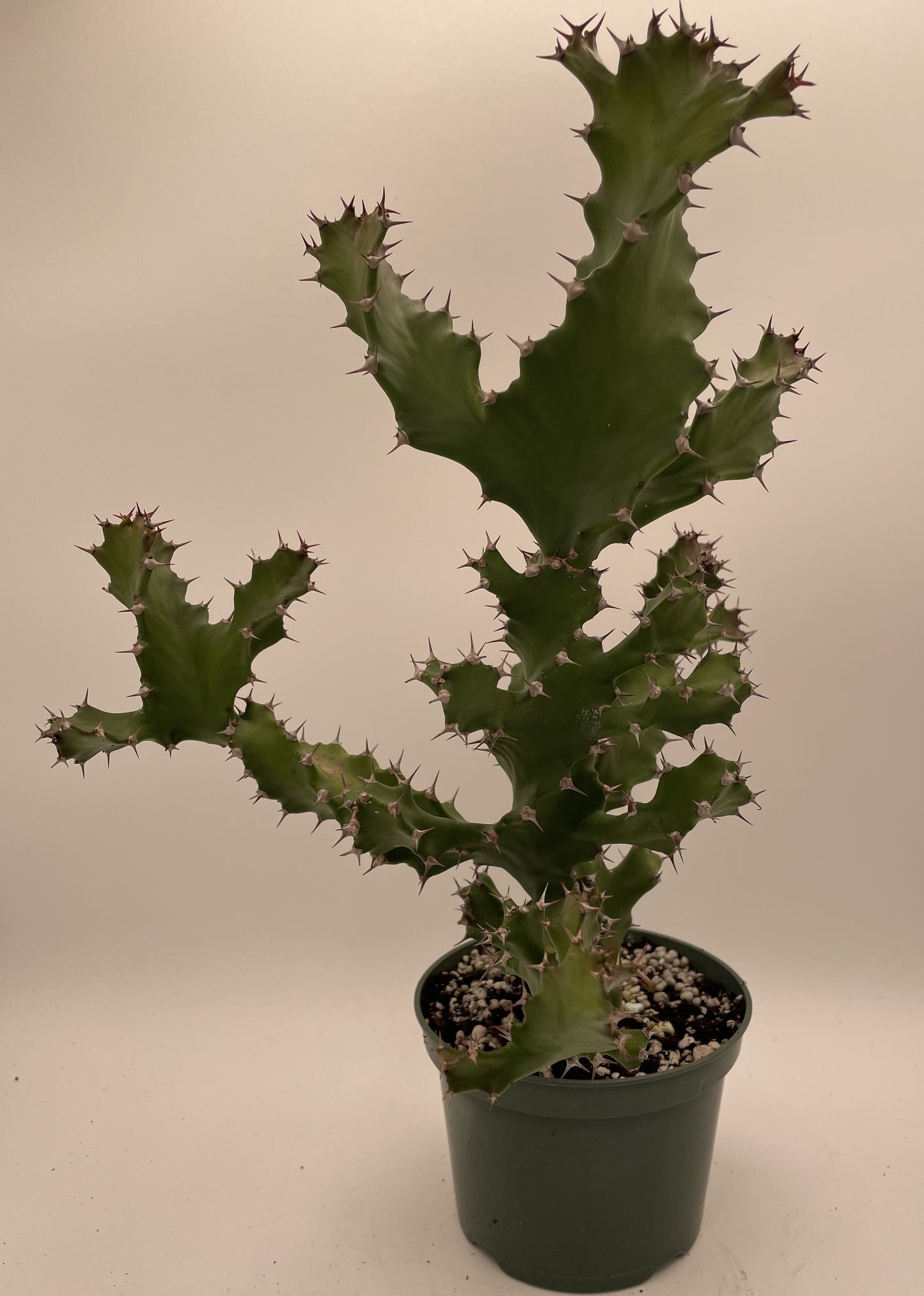 Euphorbia Tortilis - Ships In 5.5" Pot! Spiral Euphorbia Super Healthy! Exact Plant HUGE!
