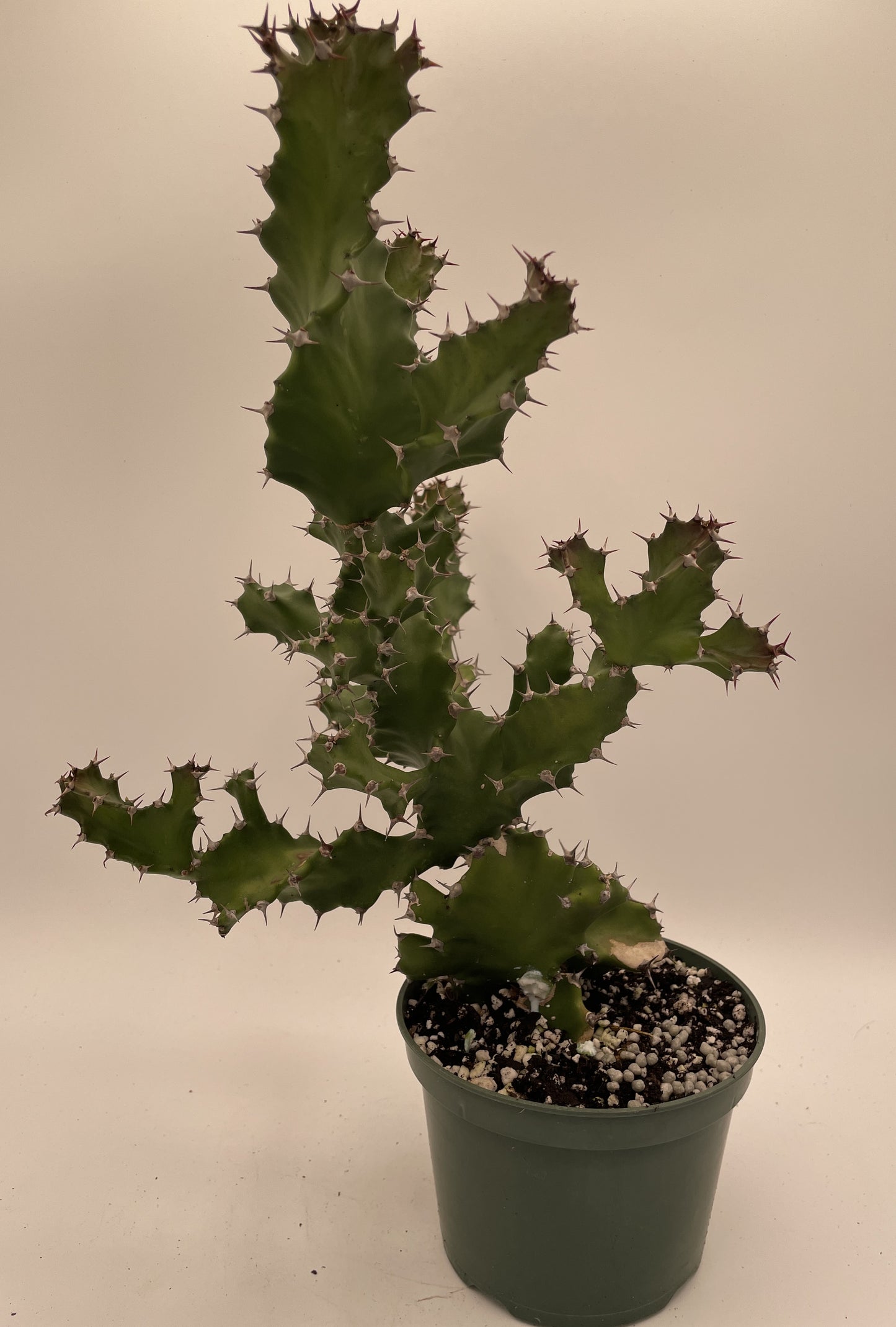 Euphorbia Tortilis - Ships In 5.5" Pot! Spiral Euphorbia Super Healthy! Exact Plant HUGE!