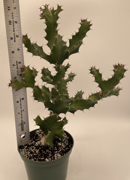 Euphorbia Tortilis - Ships In 5.5" Pot! Spiral Euphorbia Super Healthy! Exact Plant HUGE!