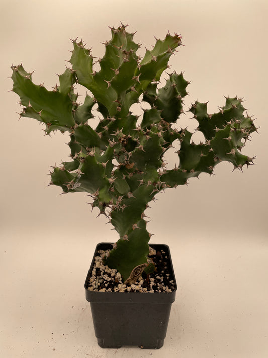 Spiral Euphorbia - Euphorbia Tortilis 4.5" Pot! Twisted Spurge - OVERSIZED!