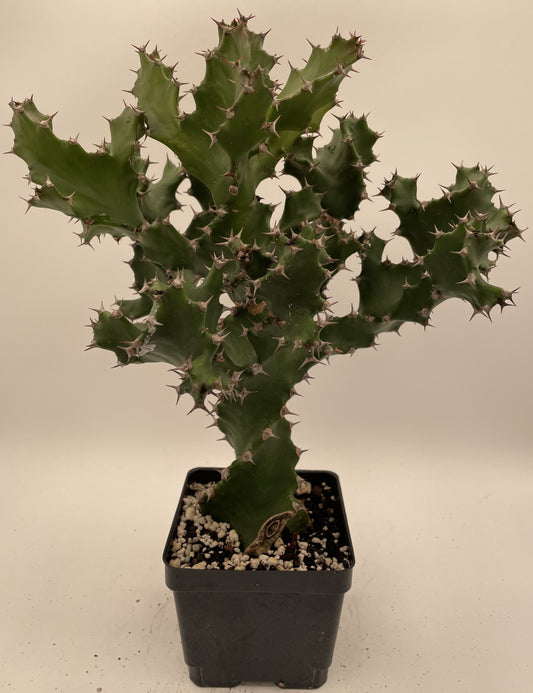 Euphorbia Tortilis - Grown in 5" Pot - Spiral Euphorbia Super Healthy! Exact Plant HUGE!