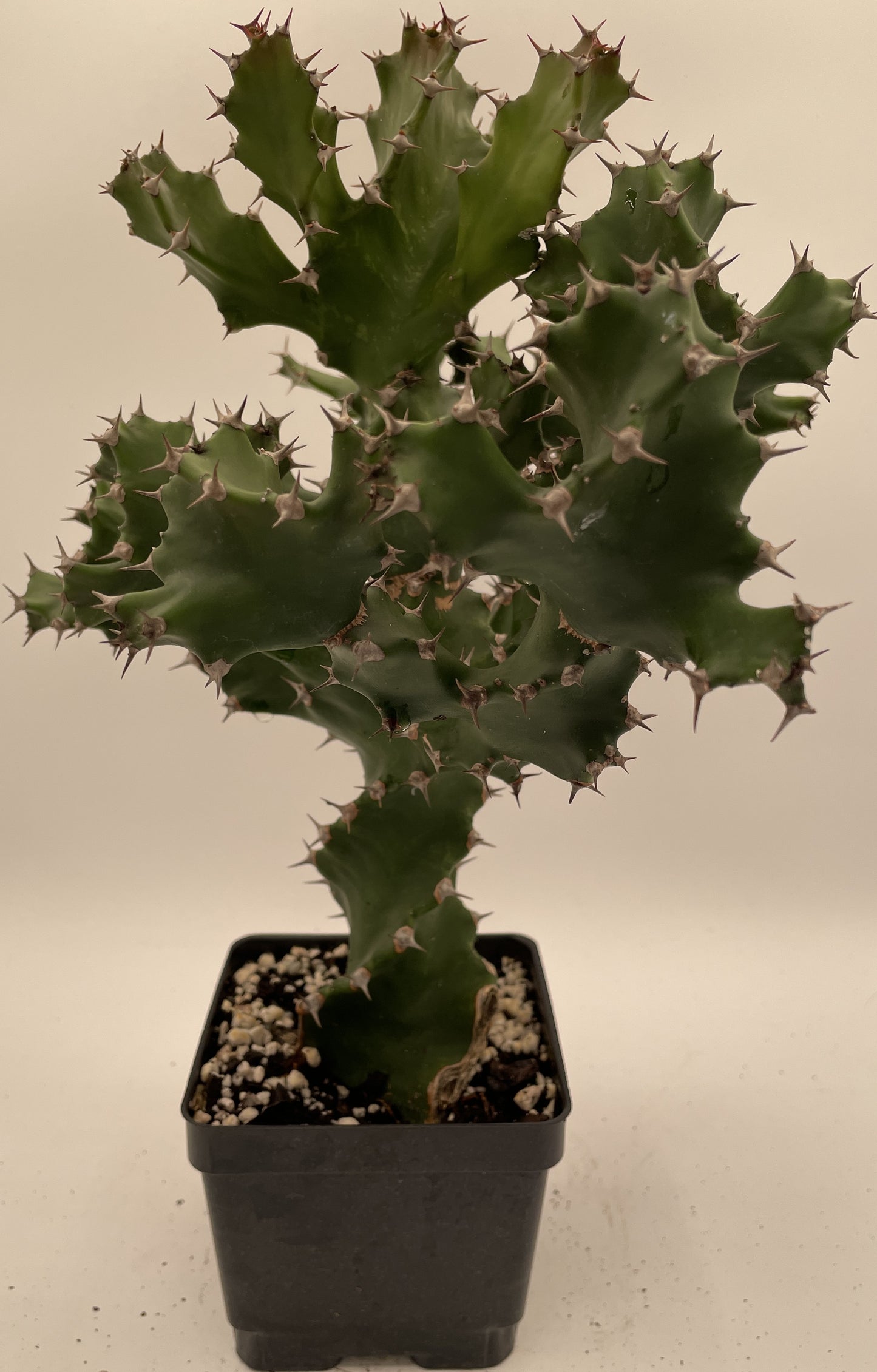 Euphorbia Tortilis - Grown in 5" Pot - Spiral Euphorbia Super Healthy! Exact Plant HUGE!
