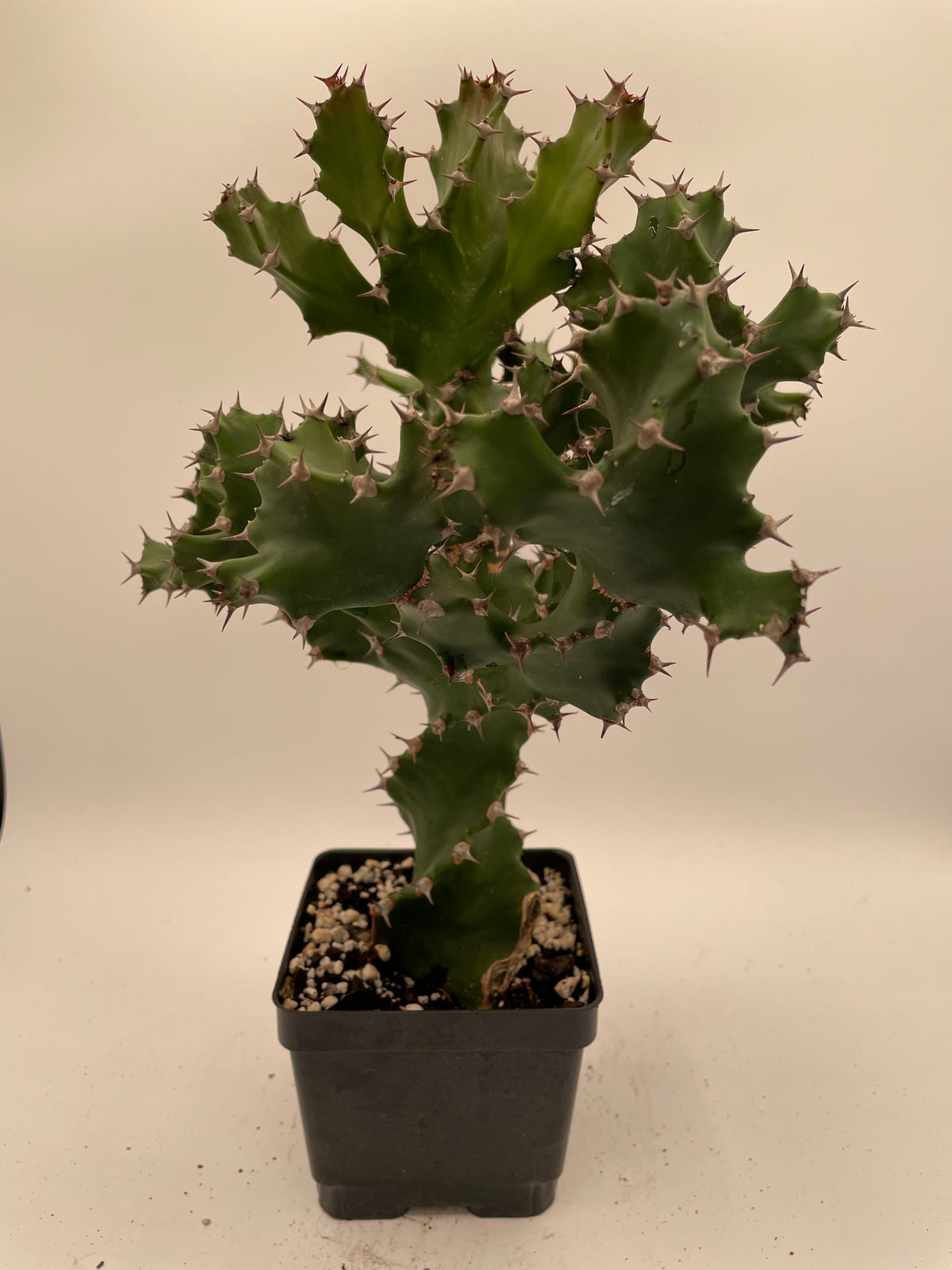 Euphorbia Tortilis - Spiral Euphorbia - 4.5" Pot Twisted Spurge - OVERSIZED!