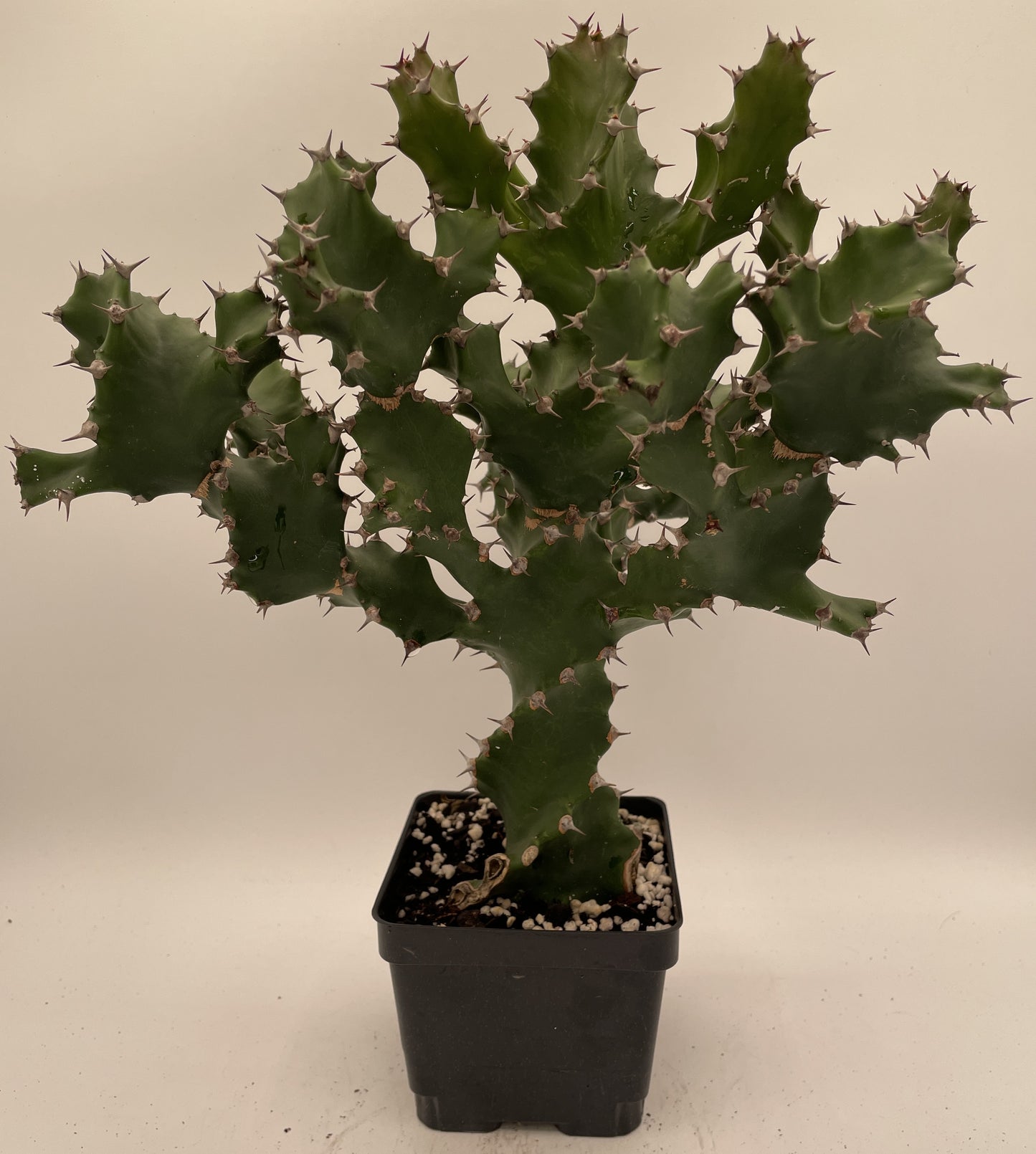 Euphorbia Tortilis - Grown in 5" Pot - Spiral Euphorbia Super Healthy! Exact Plant HUGE!