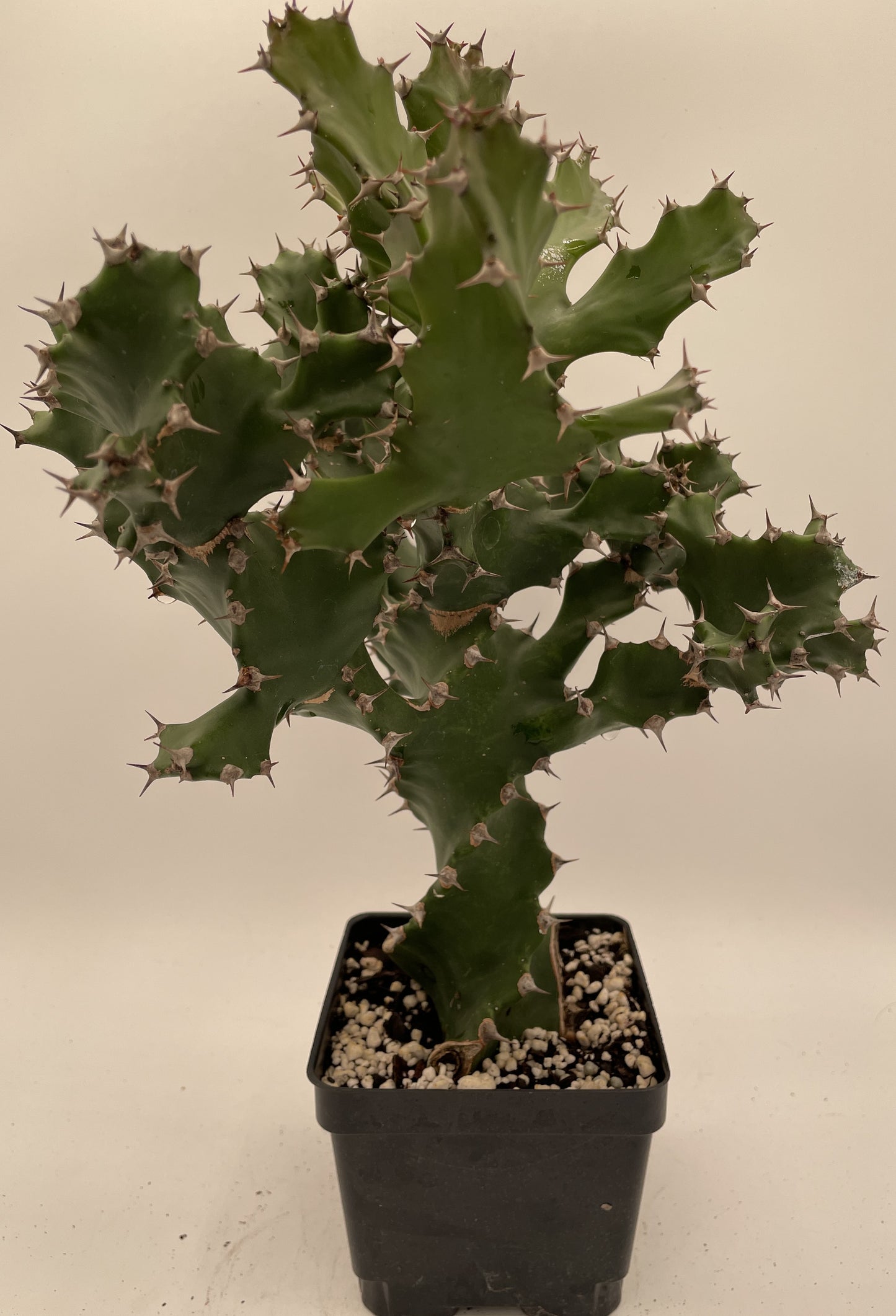 Euphorbia Tortilis - Grown in 5" Pot - Spiral Euphorbia Super Healthy! Exact Plant HUGE!